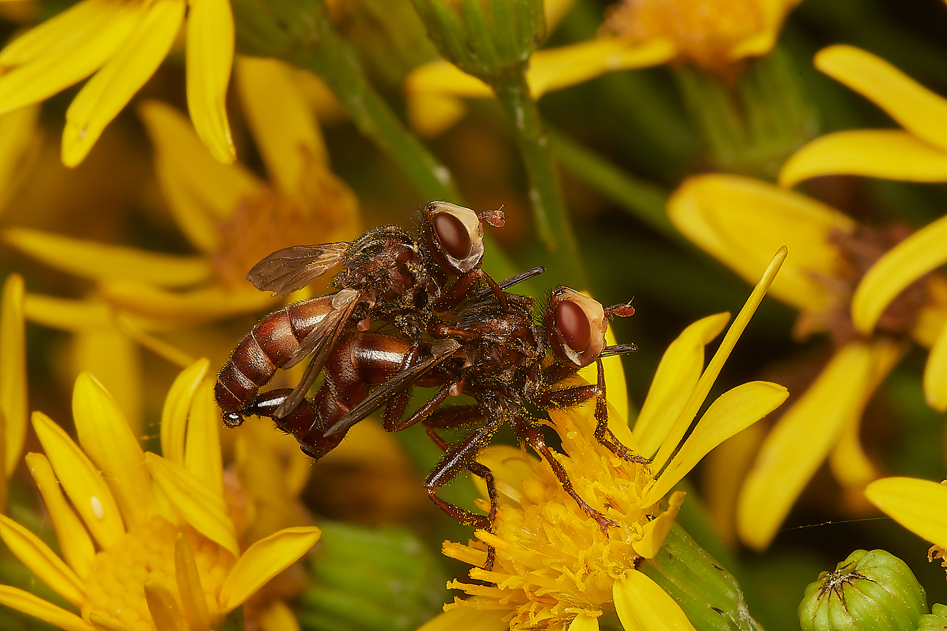 Ferruginous Bee Grabber (Sicus ferrugineus)