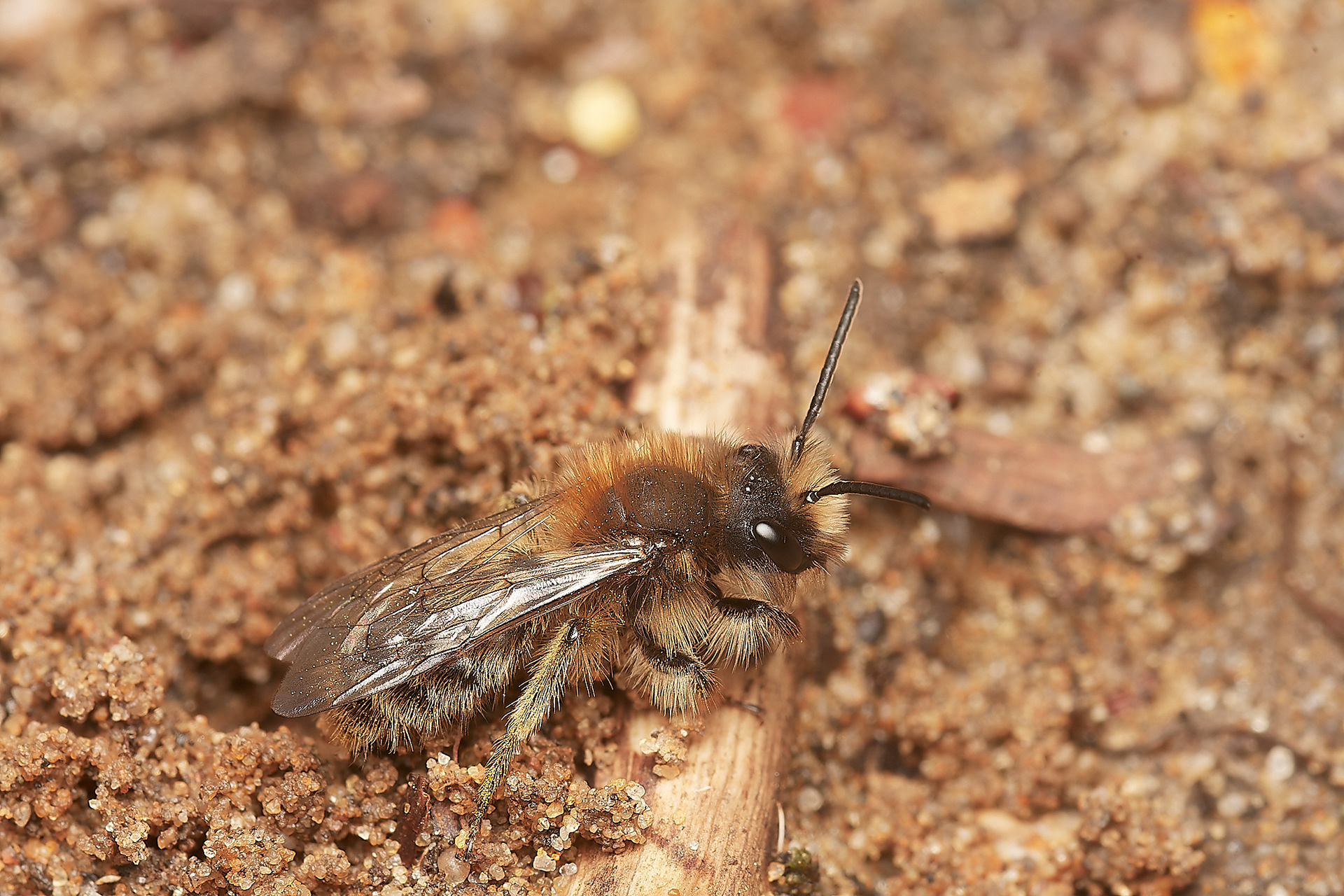 Clark's Mining Bee ♂︎(Andren clarkella) Strumpshaw 03/23
