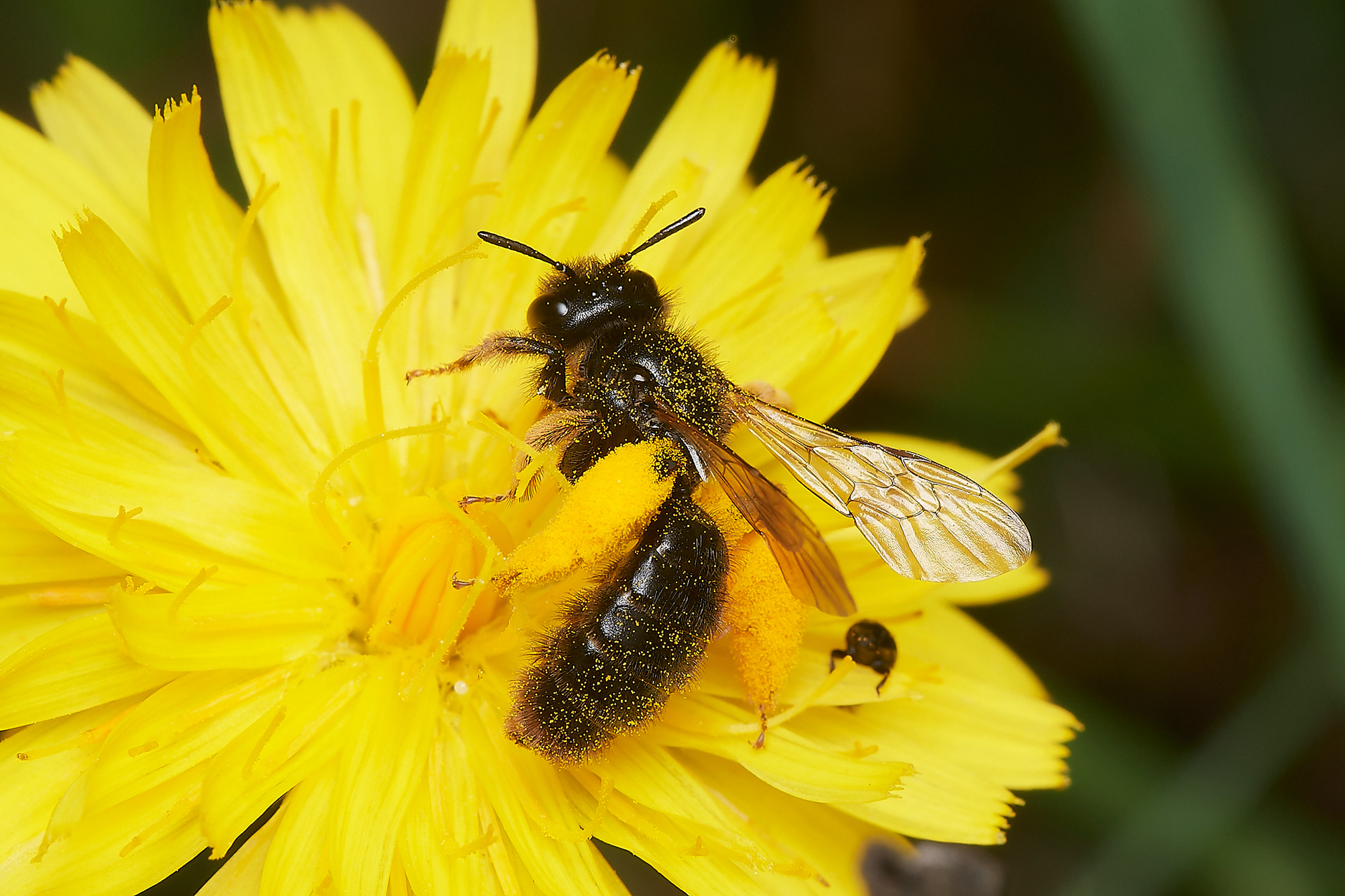 Big Shaggy Bee♀︎ (Panurgus banksianus) Broadland Country Park