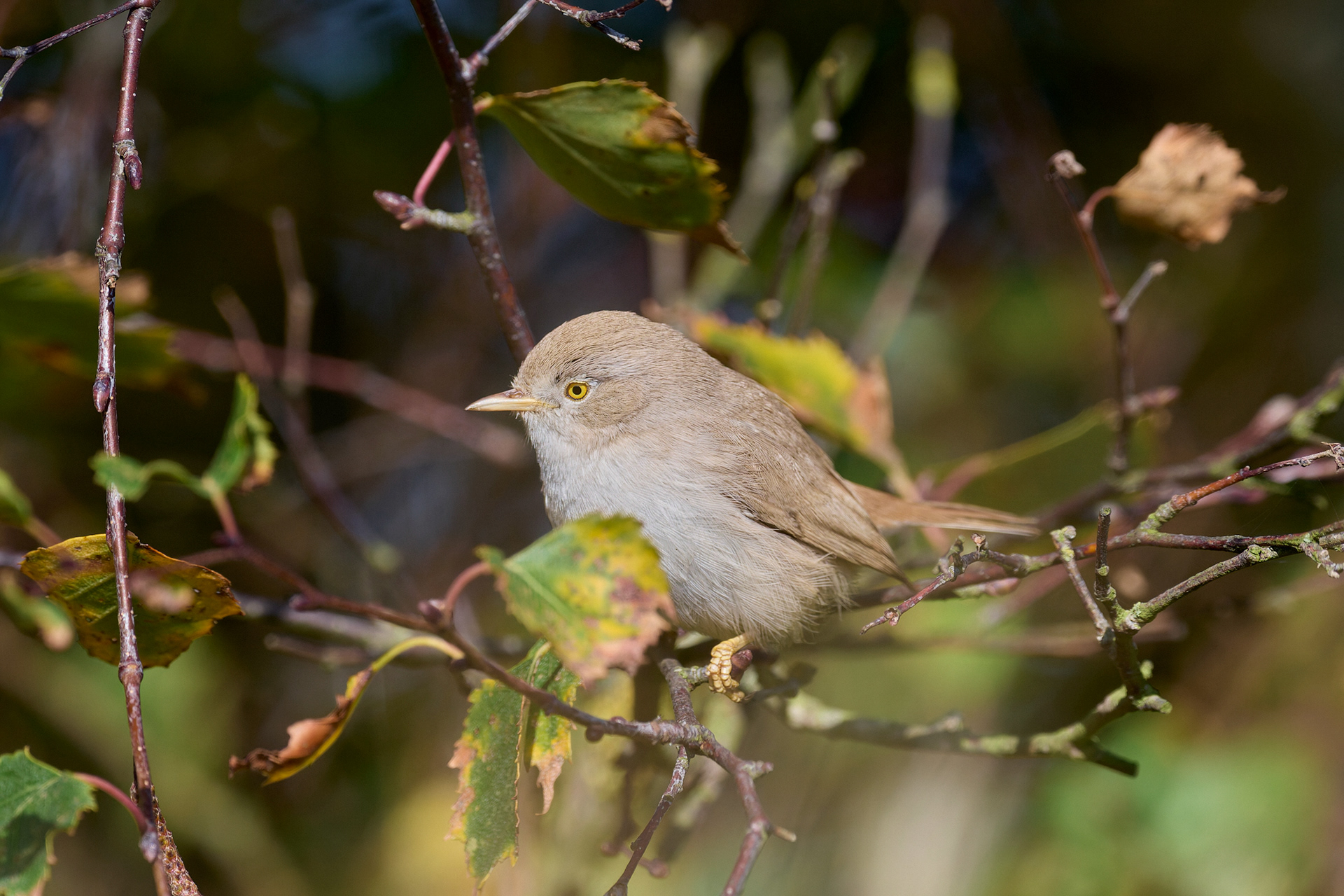 Asian Desert Warbler (Curruca nana)