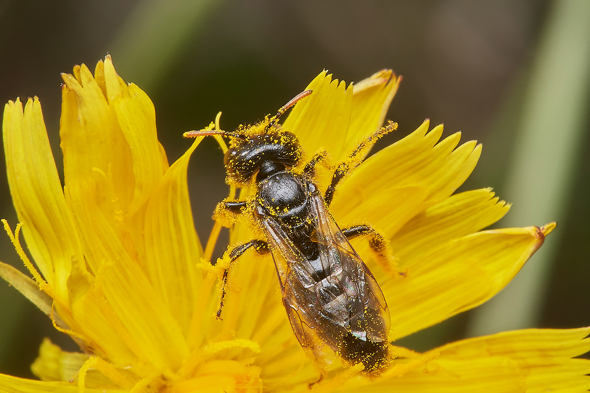 Small Shaggy Bee (Panurgus calcuratus) Santon Downham