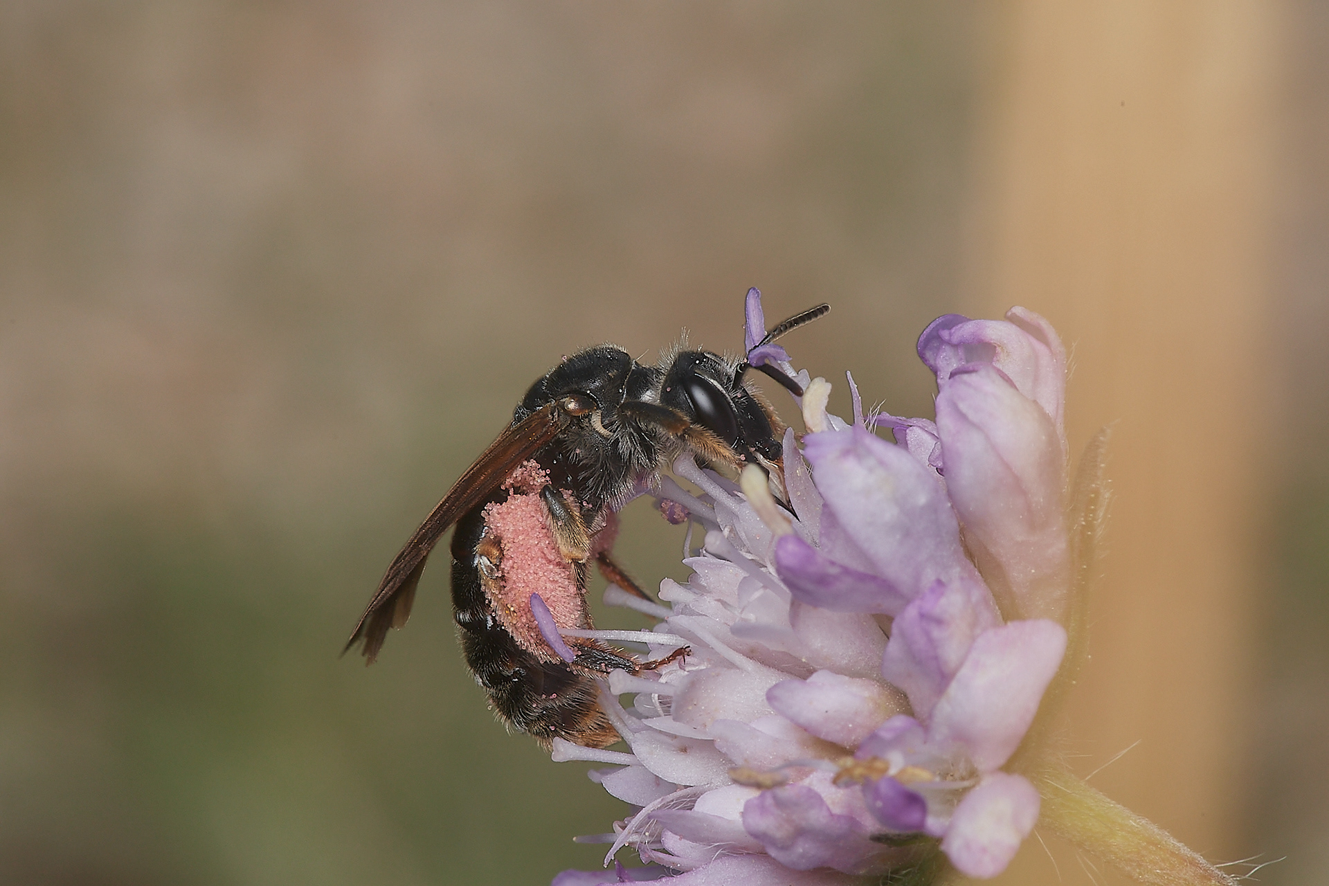 Large Scabious Mining Bee (Adrena hattorfiana) Cranwich Heath