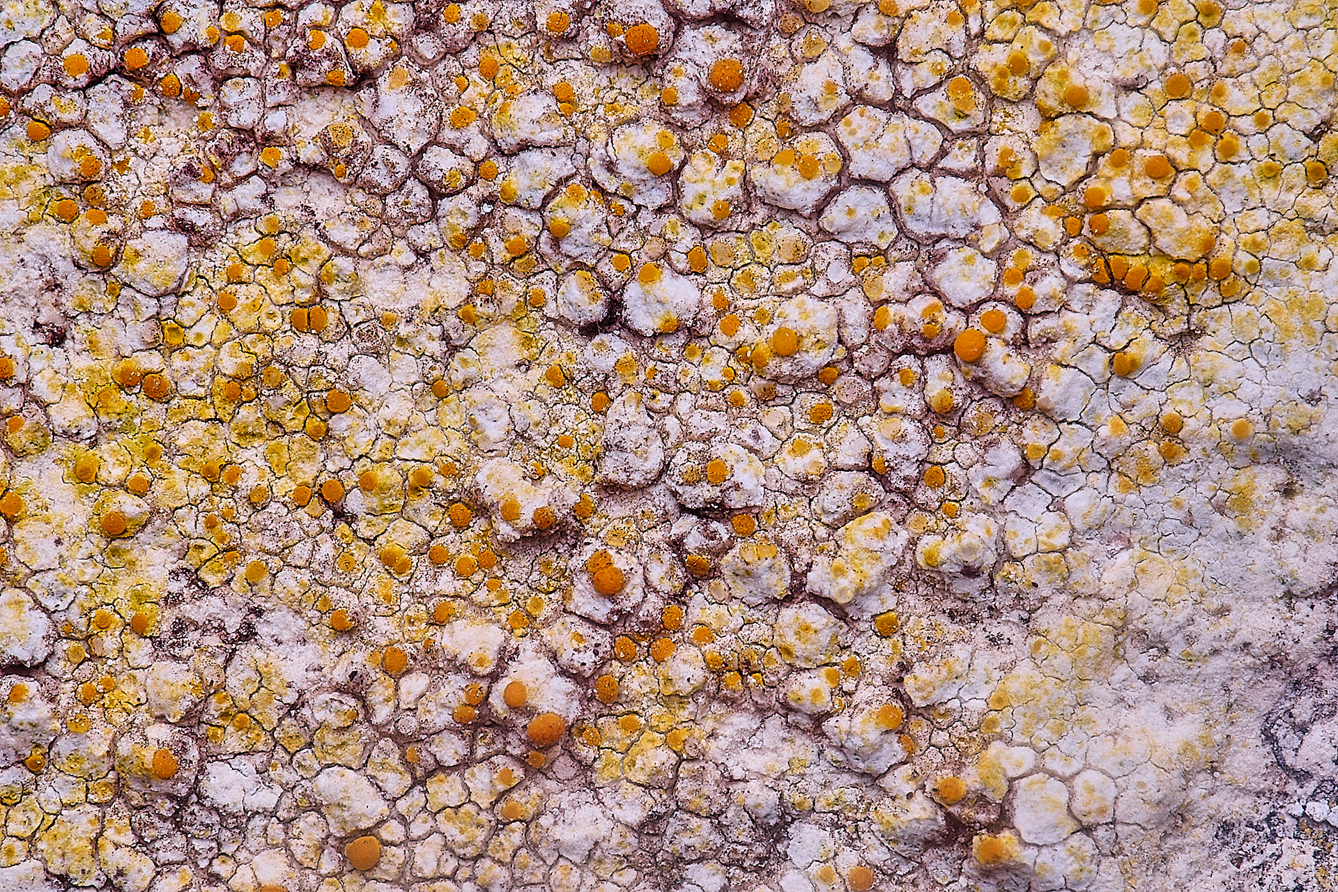 Caloplaca dalmatica
