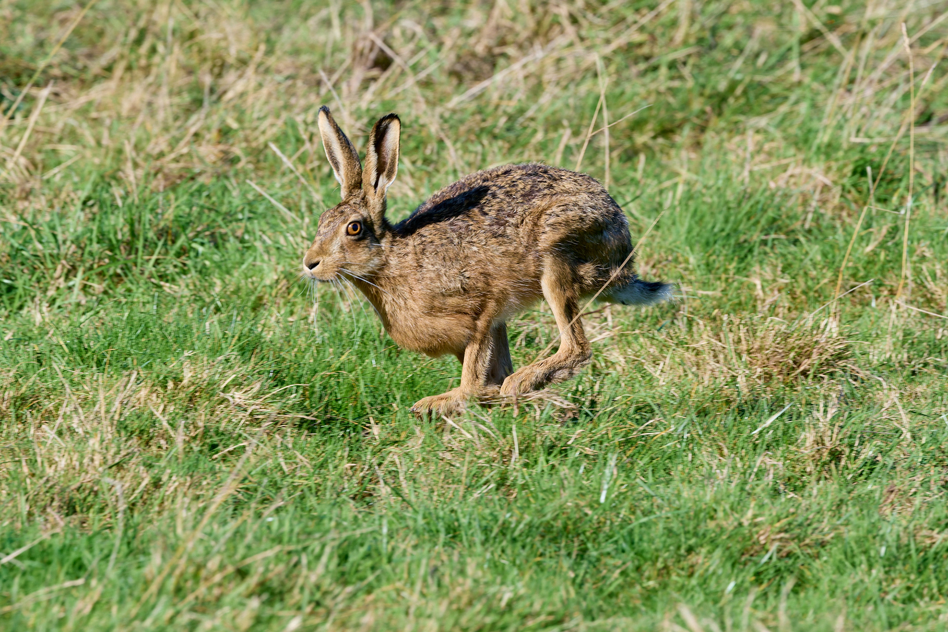 Brown Hare (Lepus europaeus)