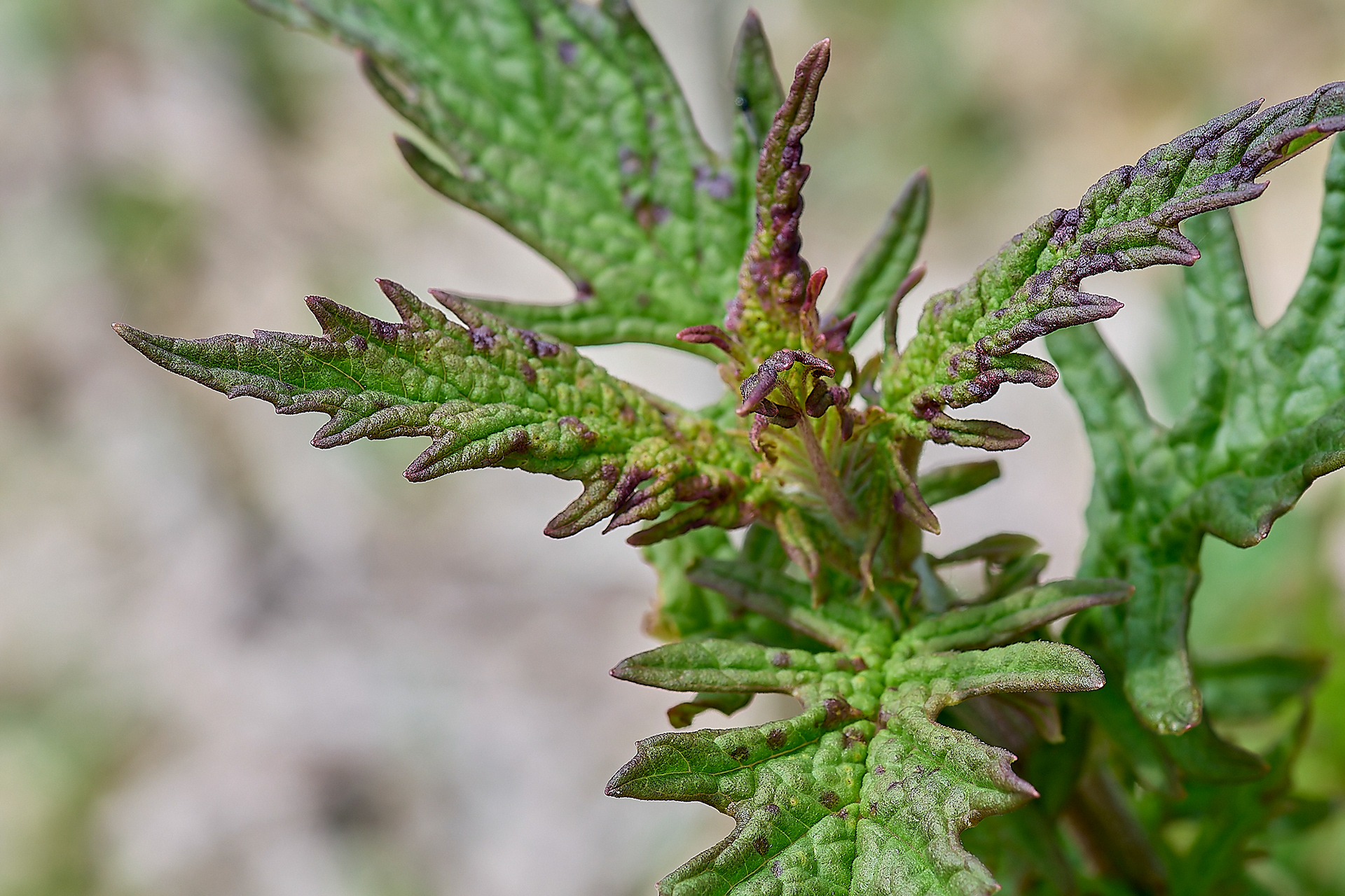 Gypsywort (Lycopus europaeus)