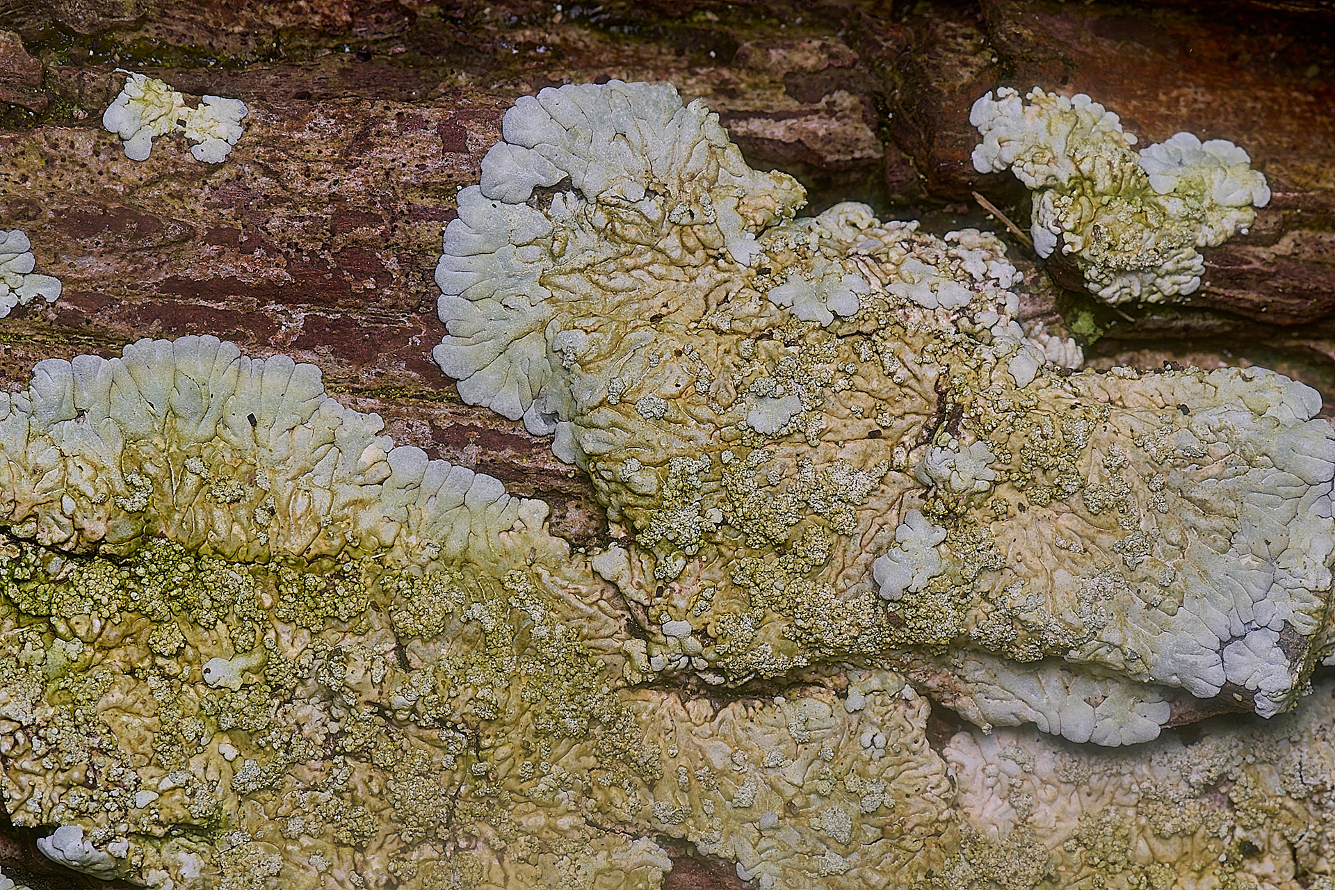 Diploicia canescens