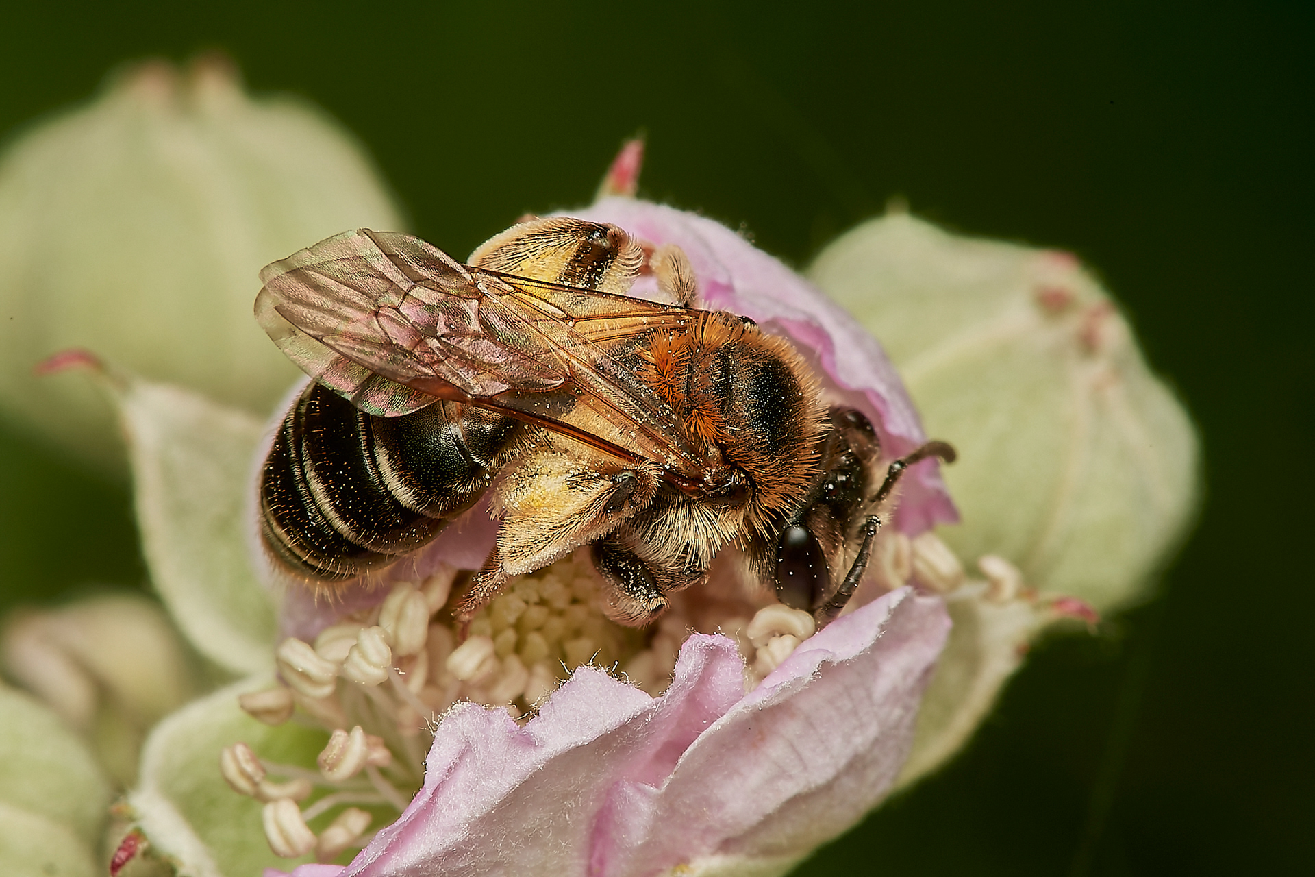 Short-fringed MIning Bee ♀︎(Andrena dorsatta) Hanworth