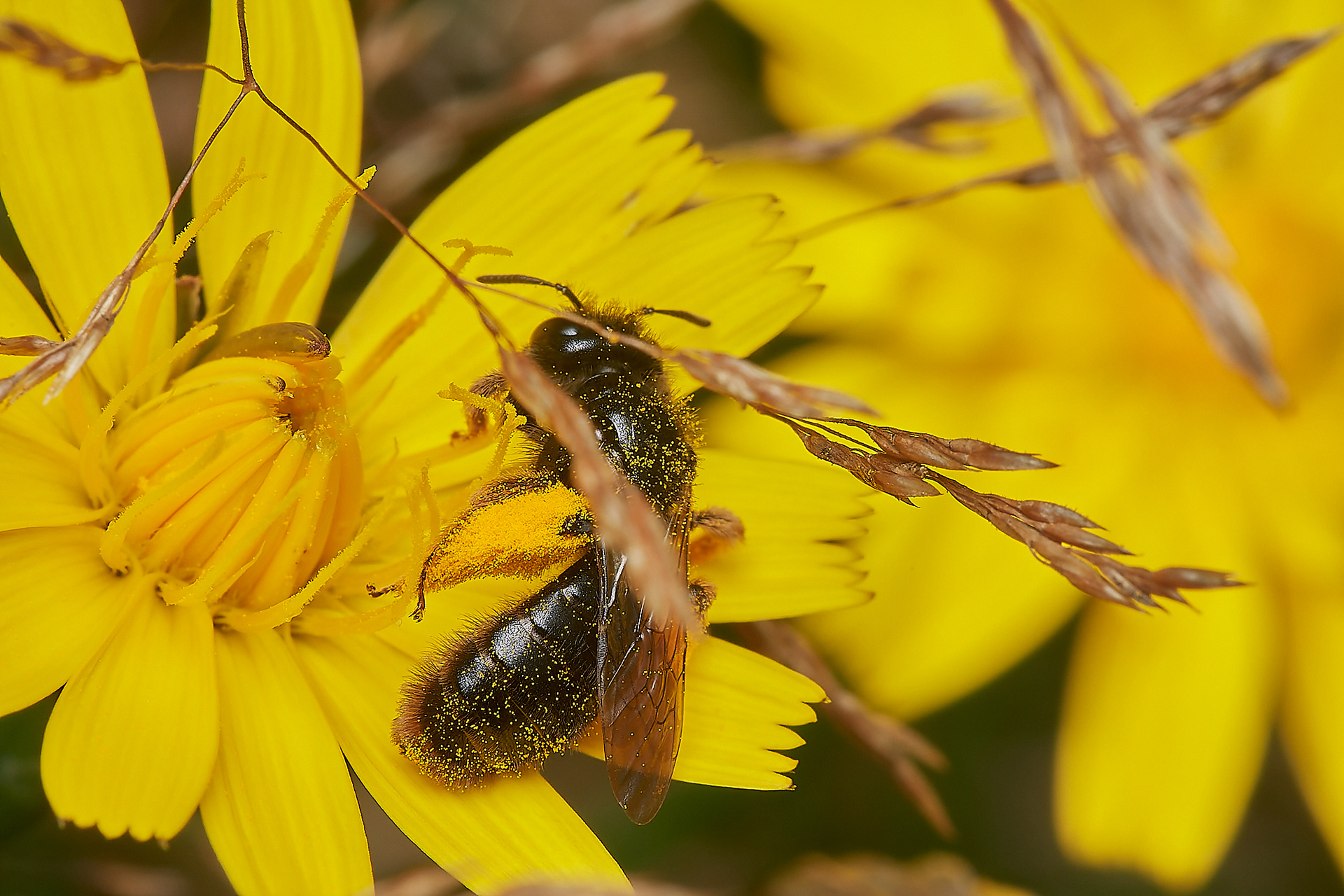Big Shaggy Bee (Panurgus banksianus)