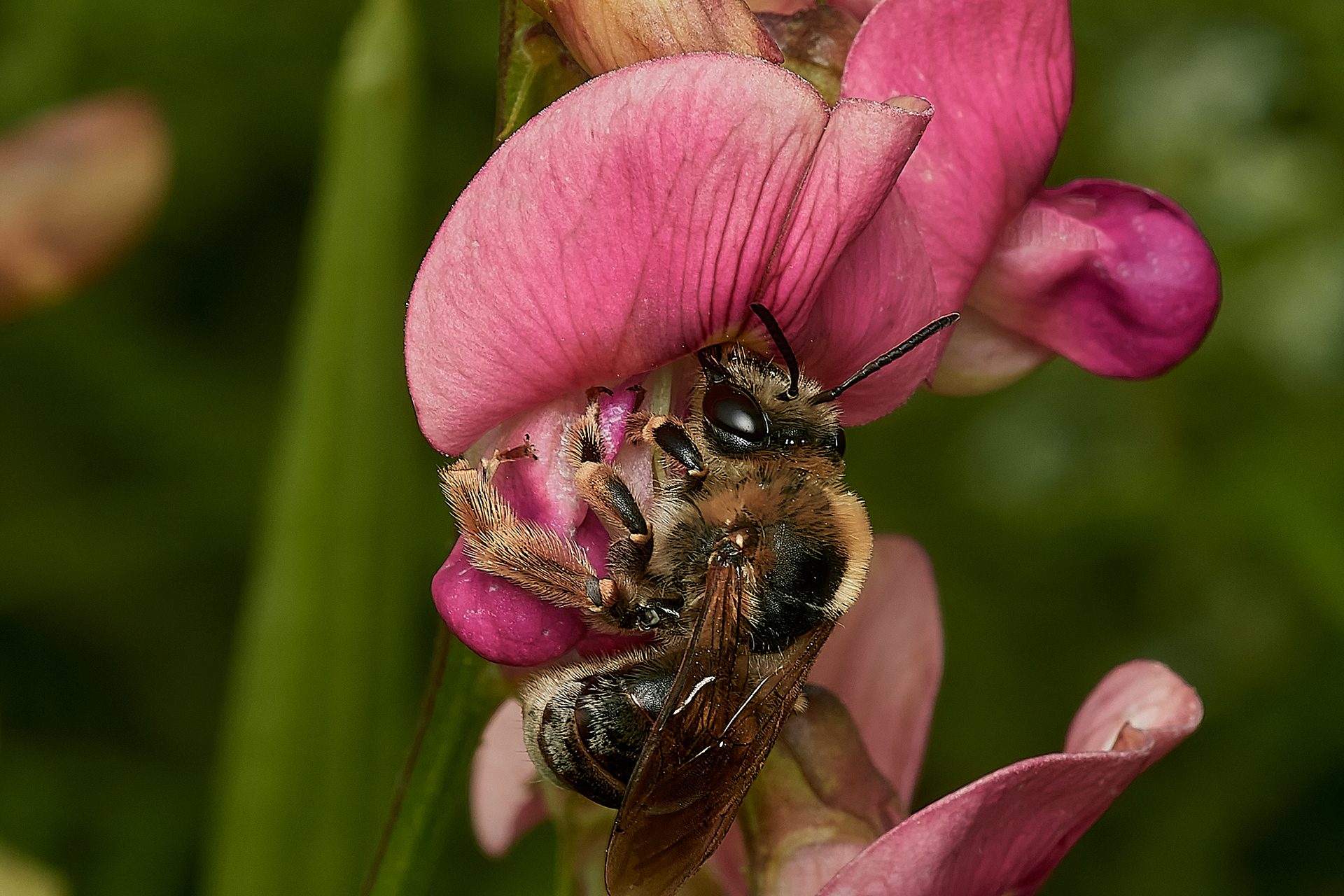 Long-horned Bee♀︎ (Eucera longicornis) East Prawle