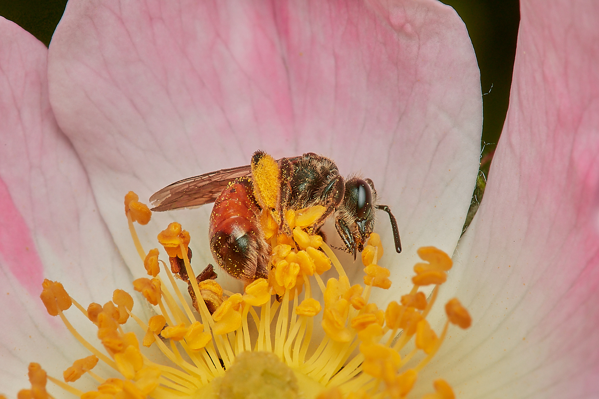 Red-girdled Mining Bee ♀︎(Andrena labiata) Hanworth