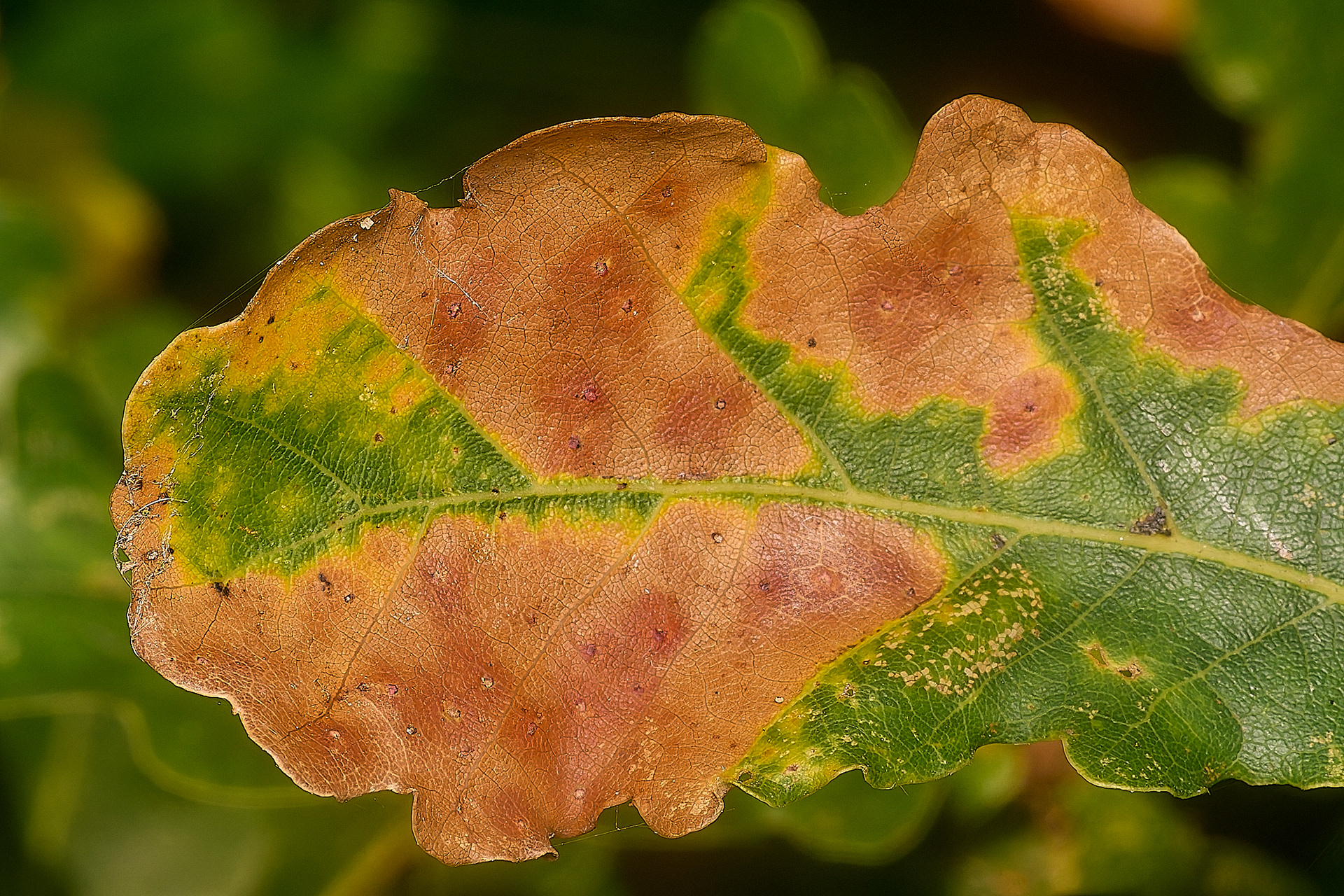 Oak