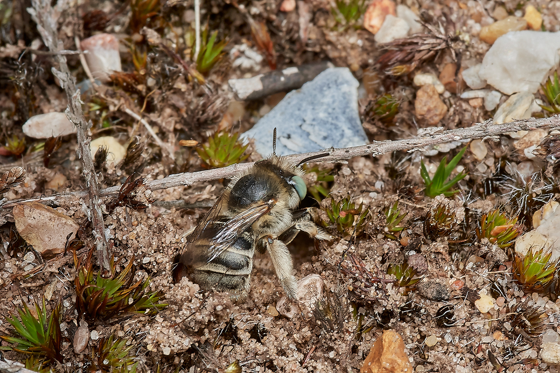 Green-eyed Flower Bee ♀︎(Anthophora bimaculata) Santon Downham