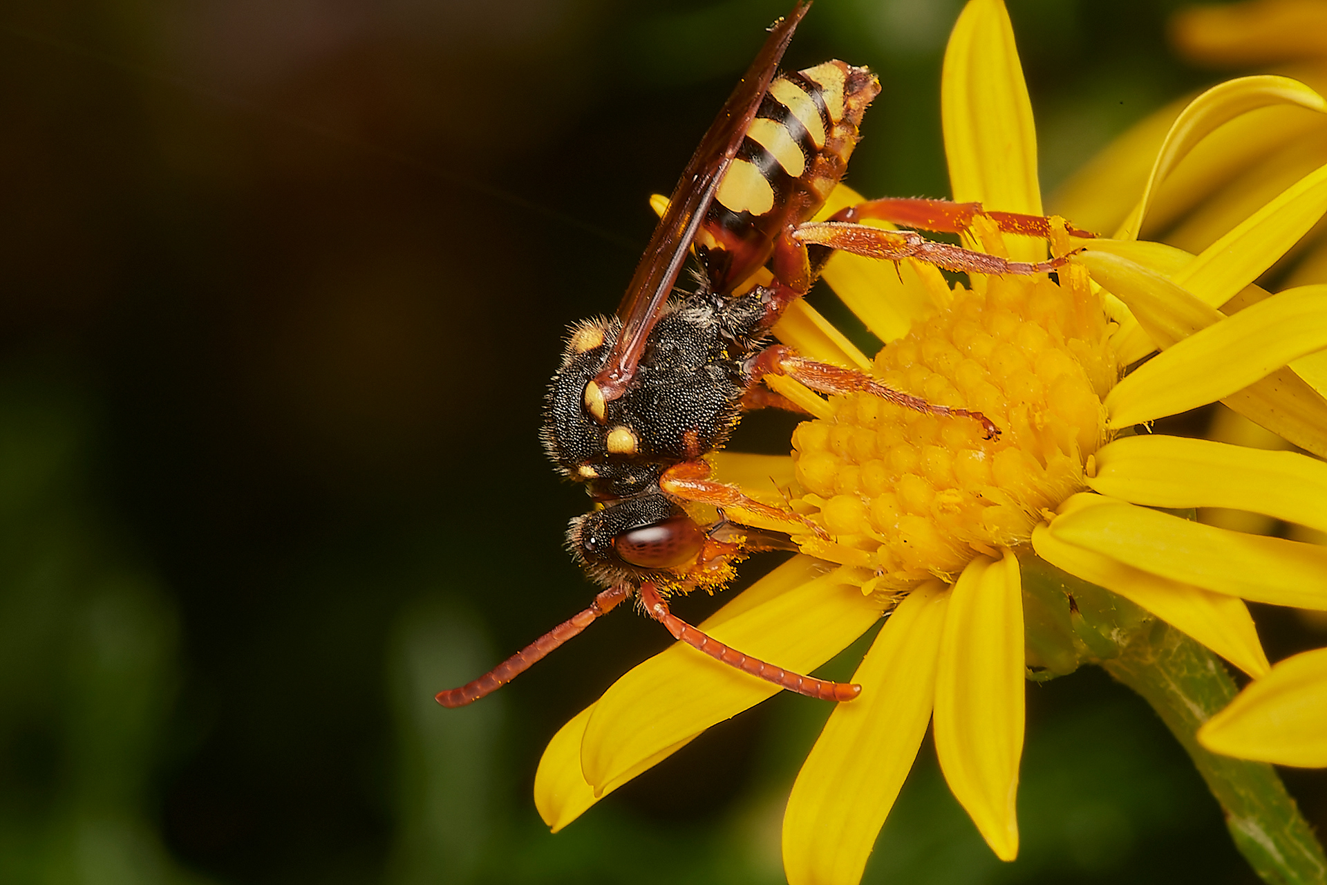 Orange-horned Nomad Bee ♀︎(Nomada fulvicornis) Broadland Country Park