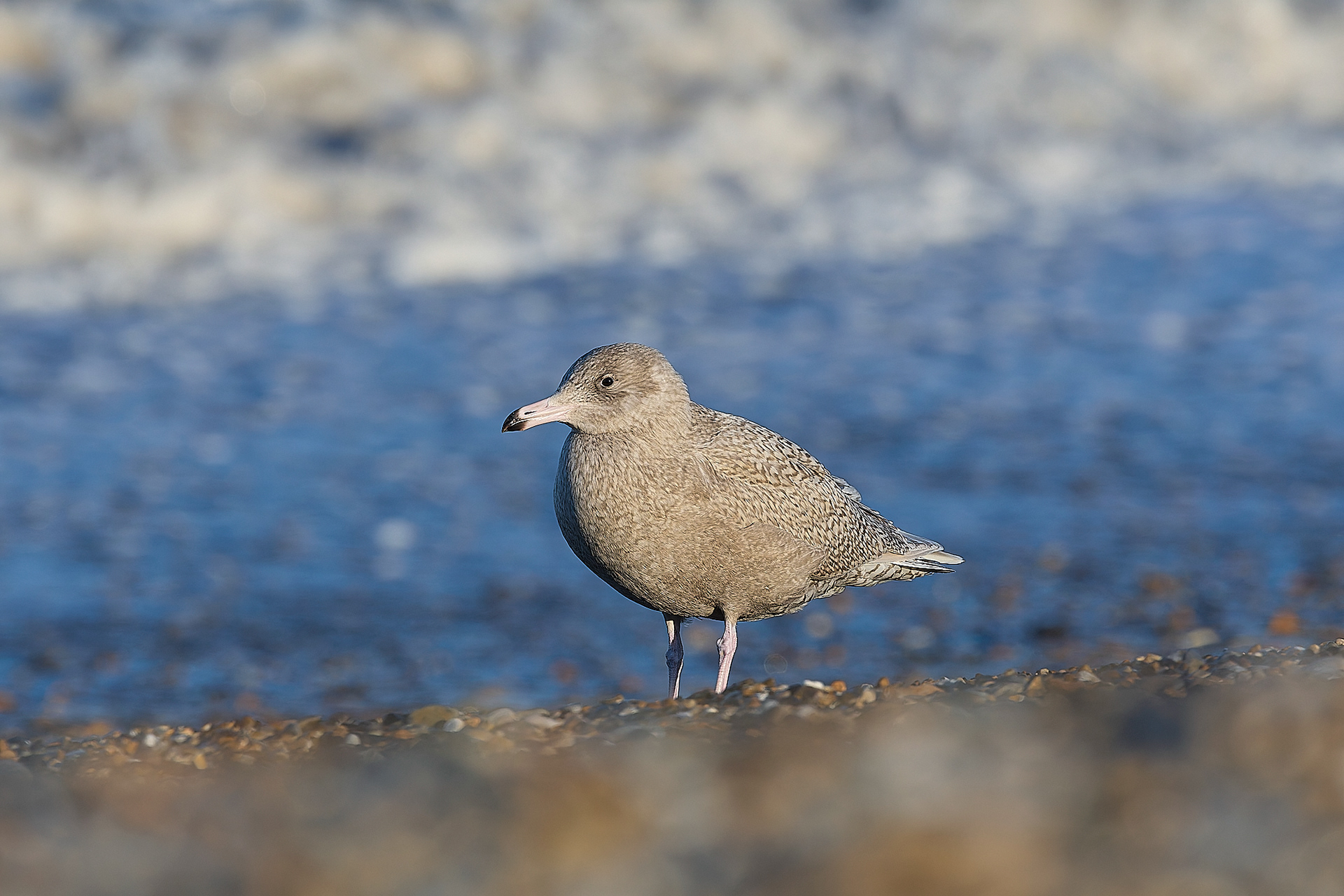 Glaucous Gull