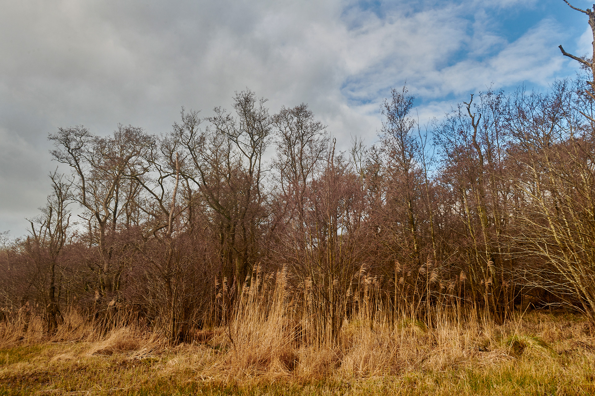 Smallburgh Fen