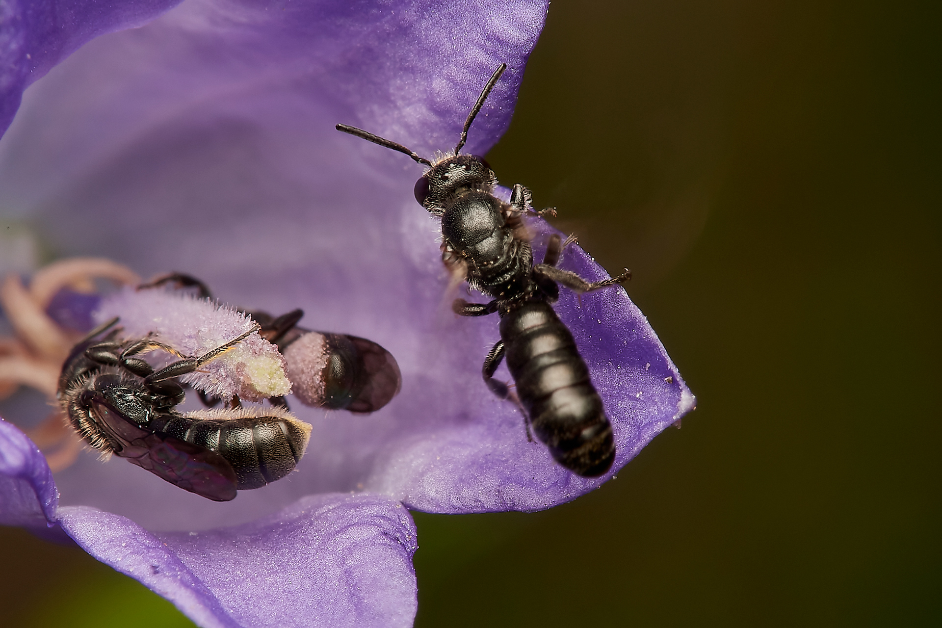 Small Scissor Bee ♀︎(Chelostoma campanularum) Hanworth