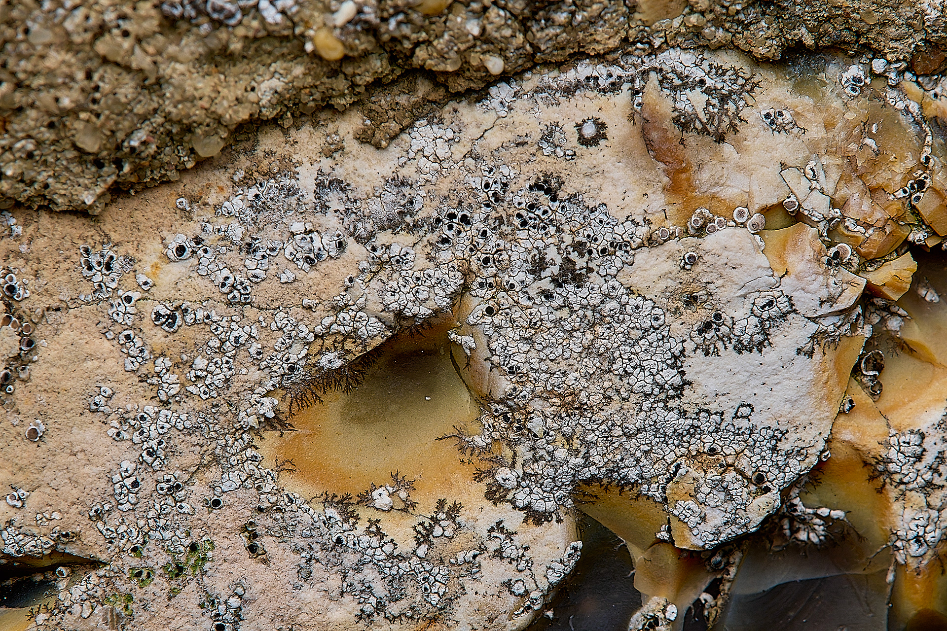 Buellia athelia