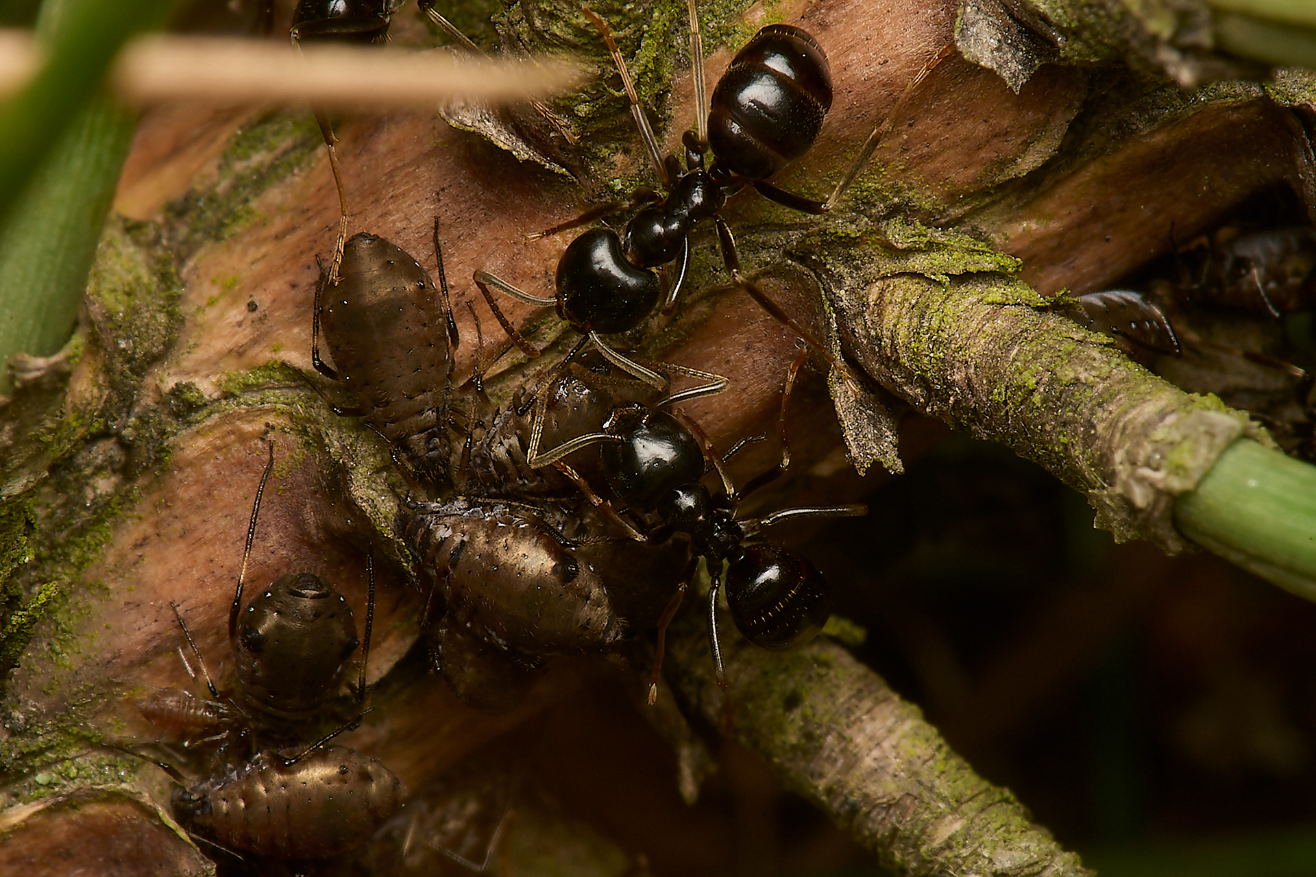 Jet Ant (Lasius faluginosus) & the Aphid (Cinara acutirostris)