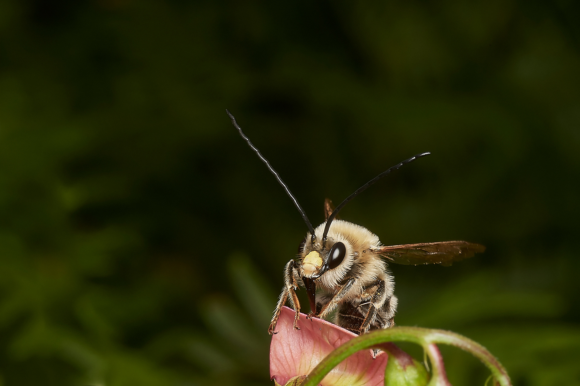 Long-horned Bee ♂︎(Eucera longicornis) East Prawle