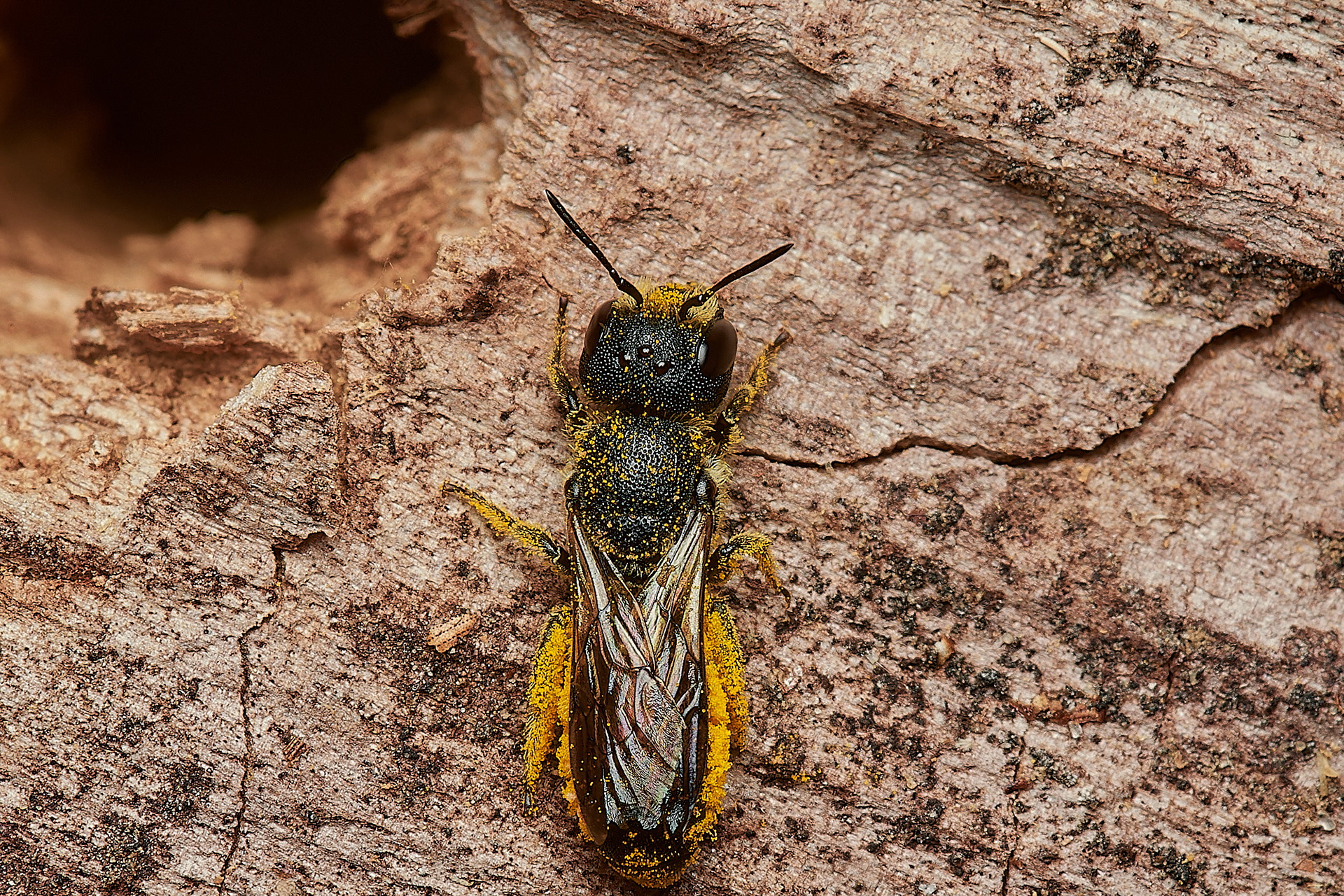 Large-headed Resin Bee ♀︎ (Heriades truncorum) Hanworth