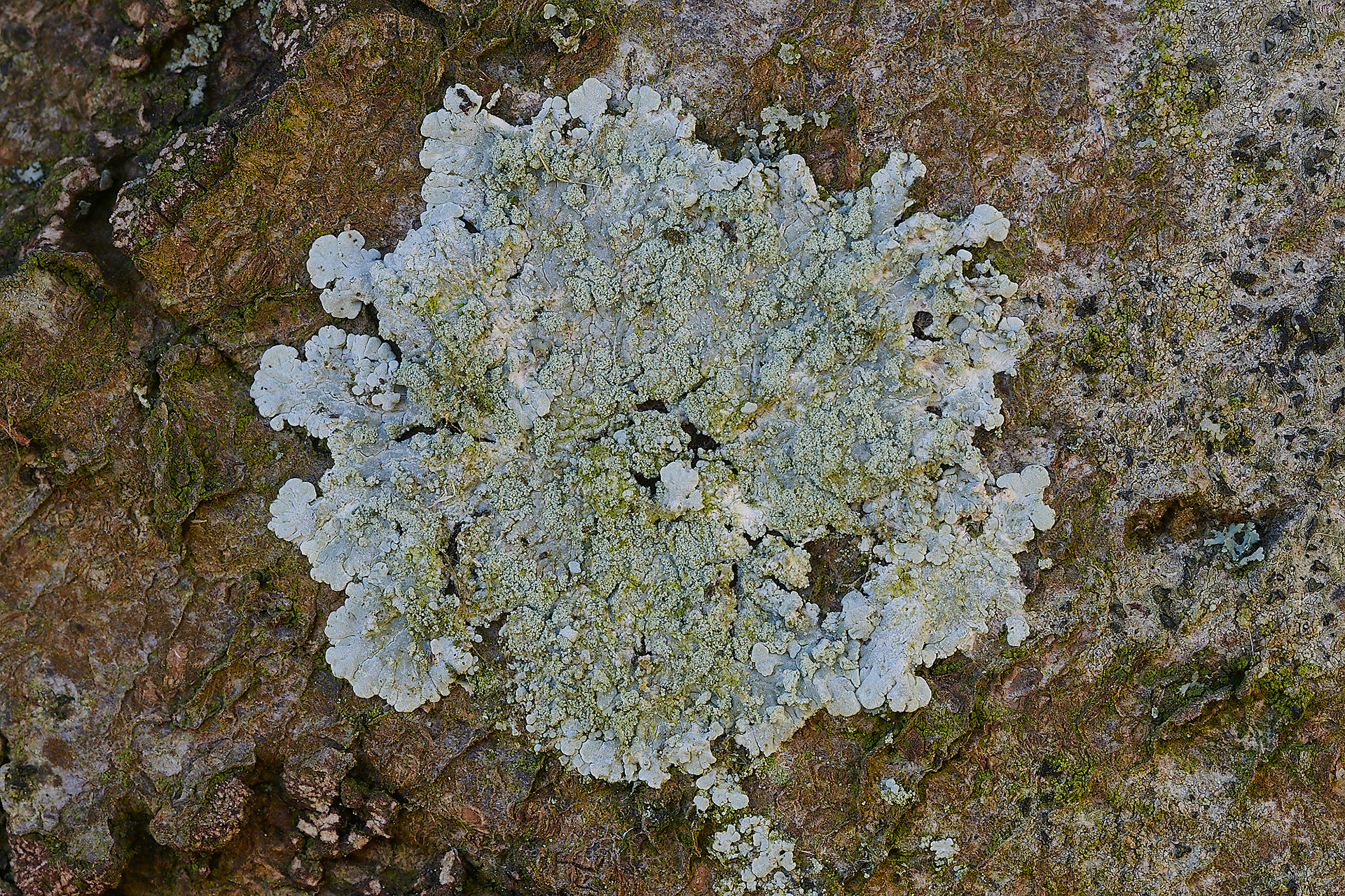 Lichen Sp Cley Church
