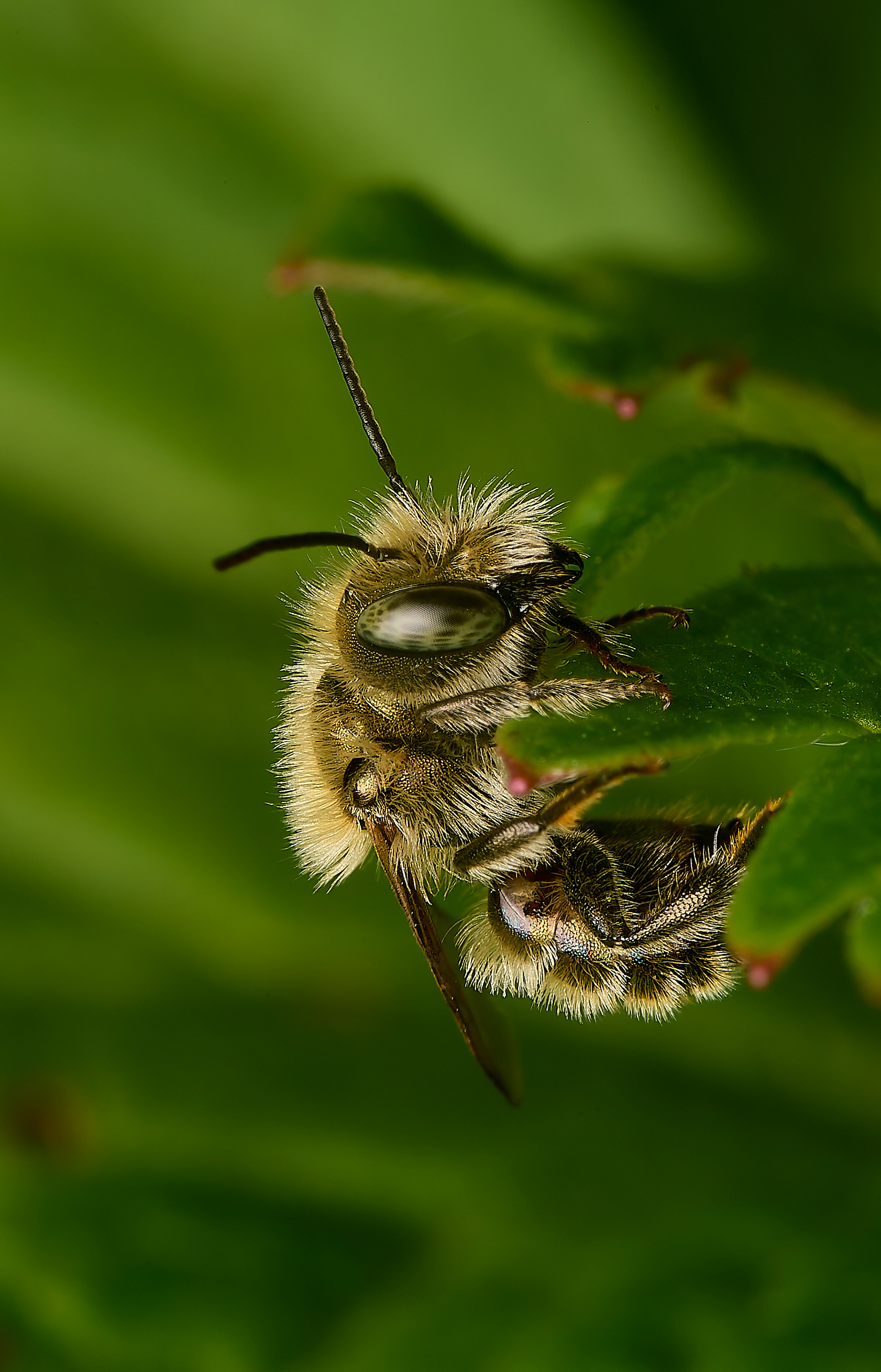 Blue Mason Bee (Osmia caerulescens ♂︎)?