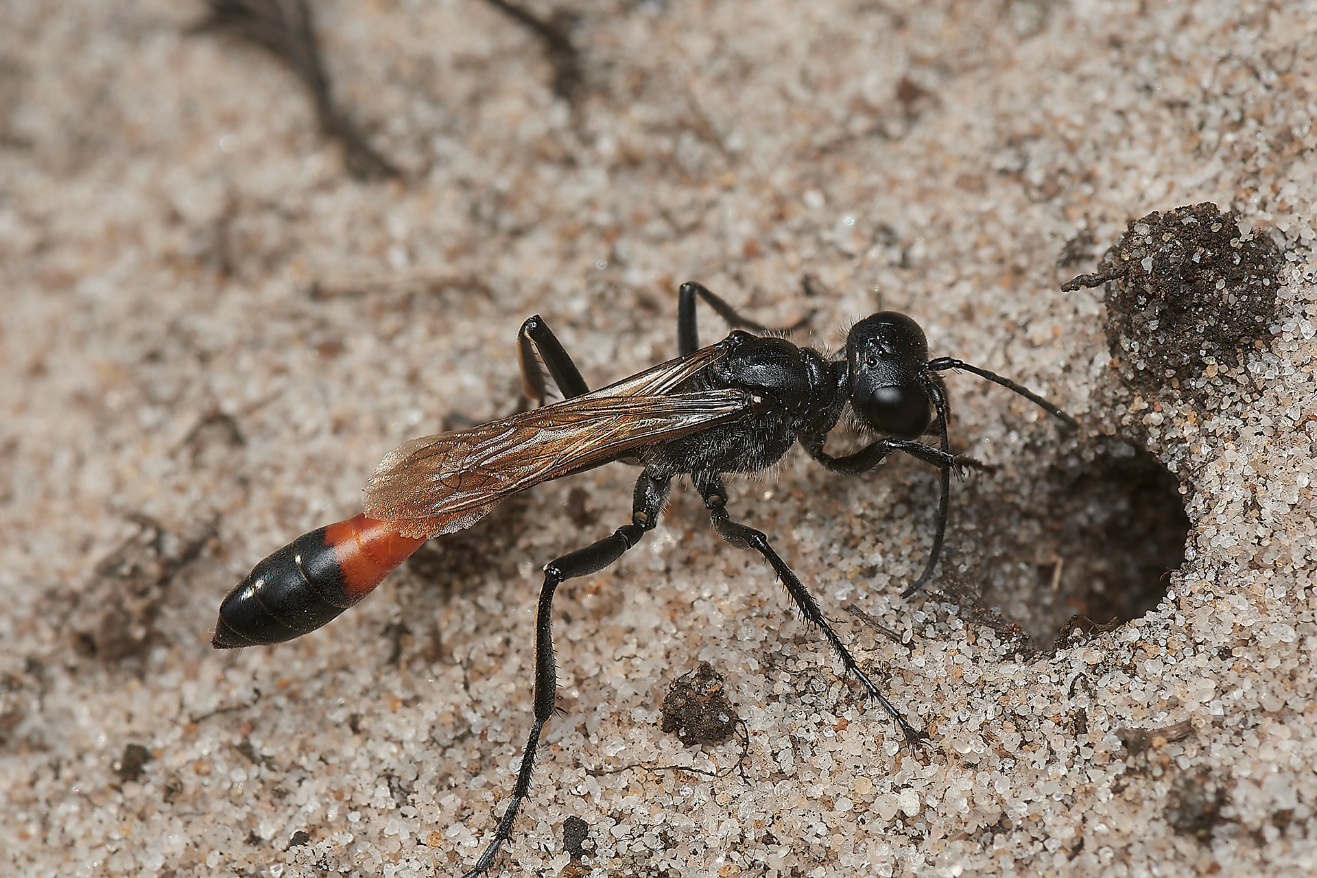 Heath Sand Wasp (Amophila pubescens) Roydon Common