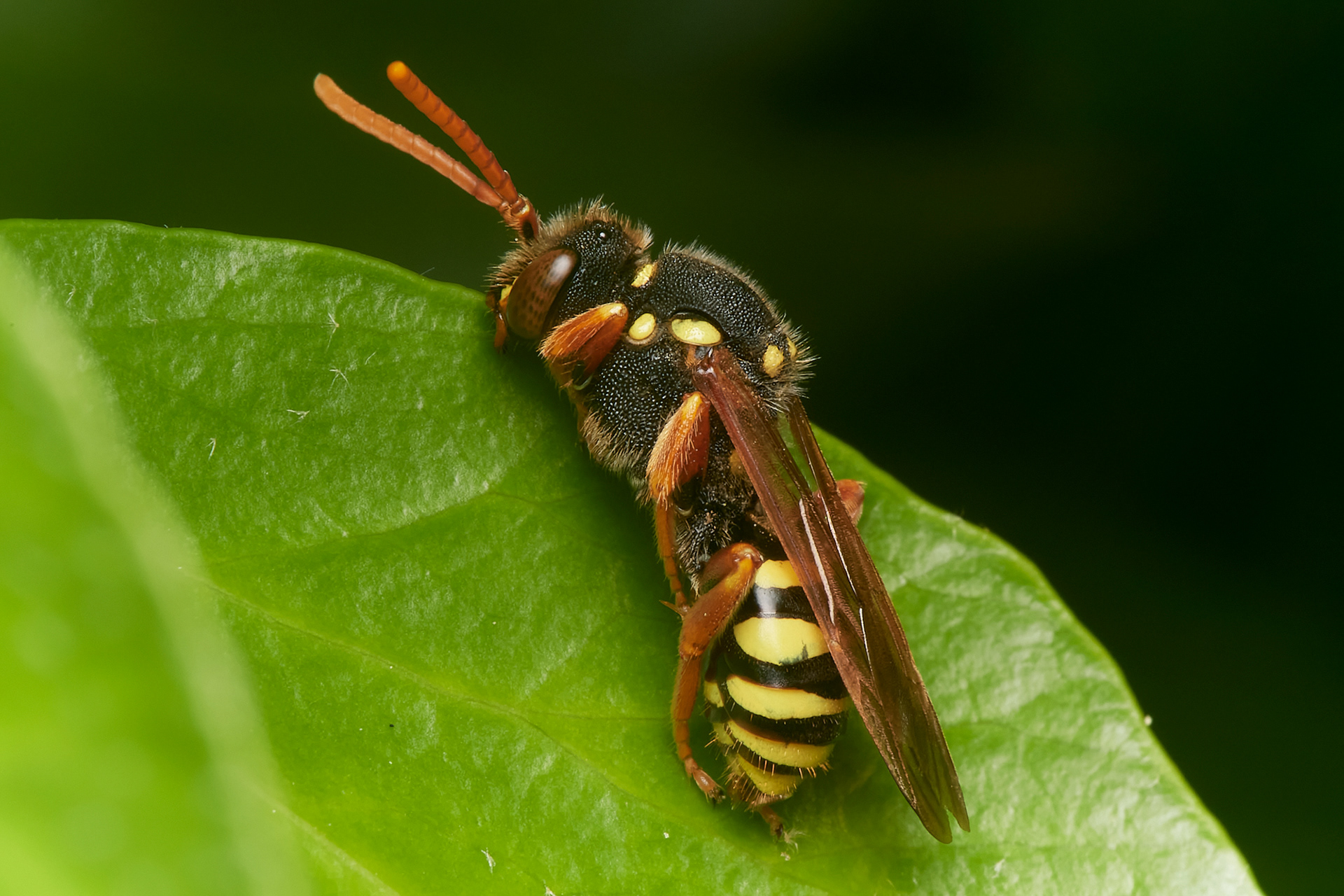 Gooden's Nomad Bee♀︎ (Nomada goodeniana) Hanworth