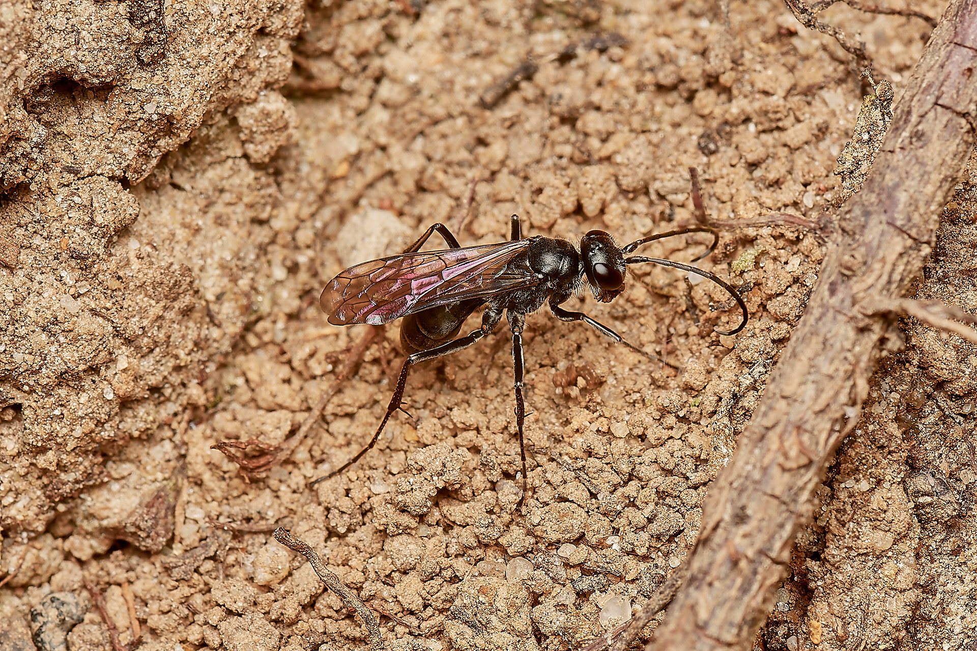 Black Pompilid Wasp Sp Looking very hairy with shor leg spines. Anoplius concinnus ? (Hanworth)