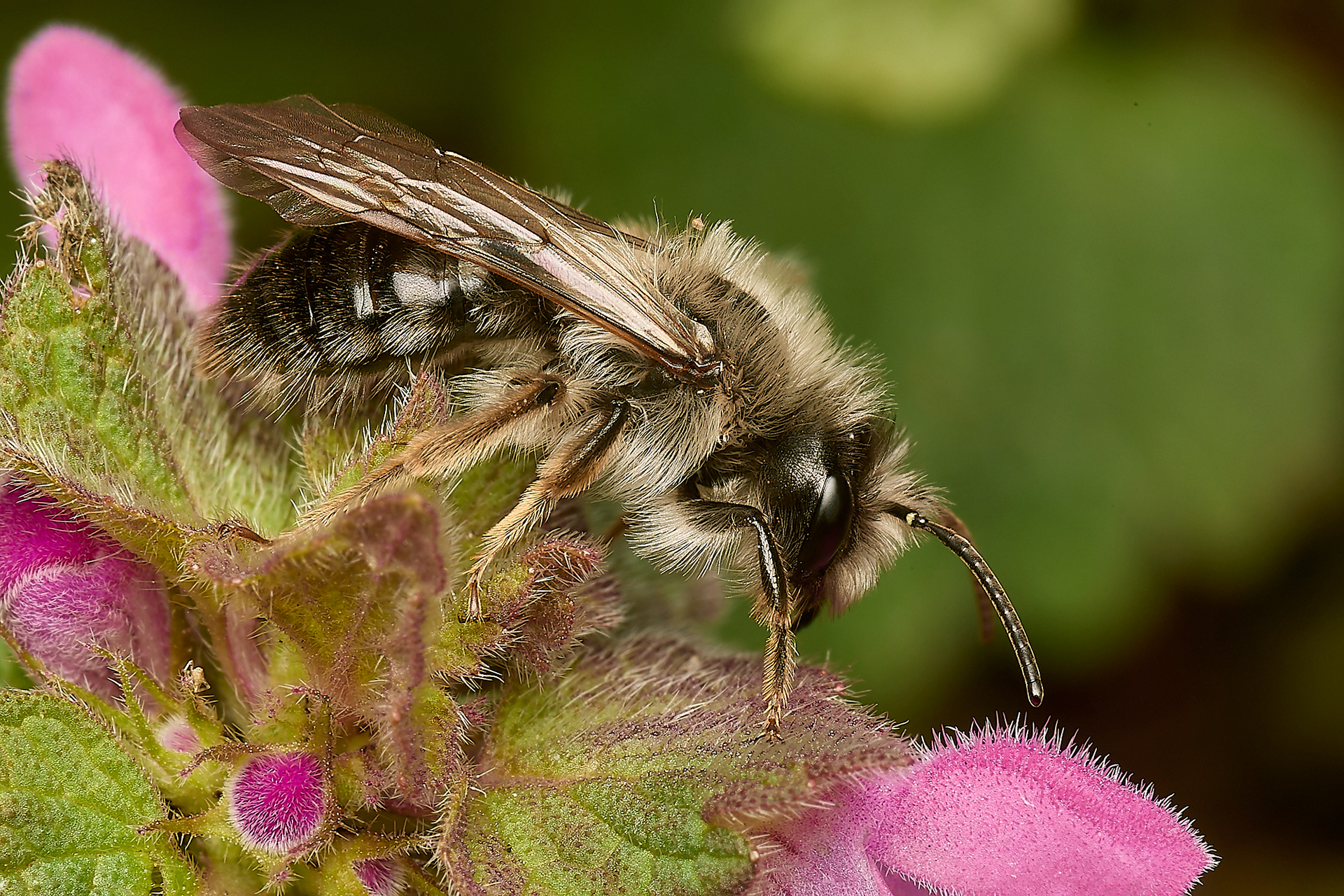 Grey - backed Mining Bee ♂︎ (Andrena vega) Norwich