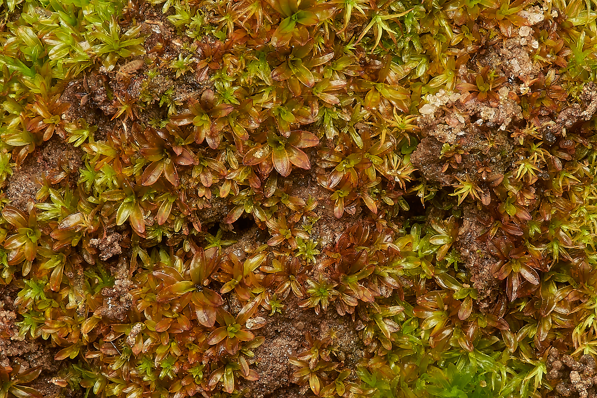 Bolander's Screw-moss (Tortula bolanderi) Felmingham