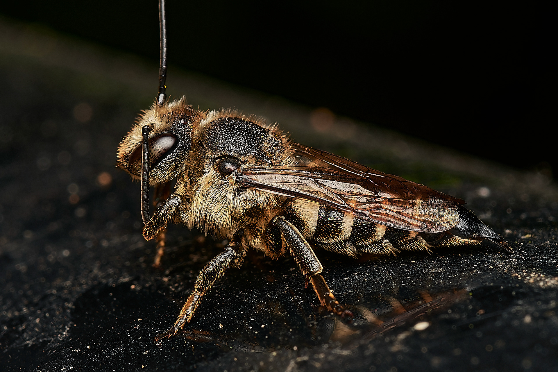 Dull-vented Sharp-tail Bee ♀︎ (Coelioxys elongata) Hanworth