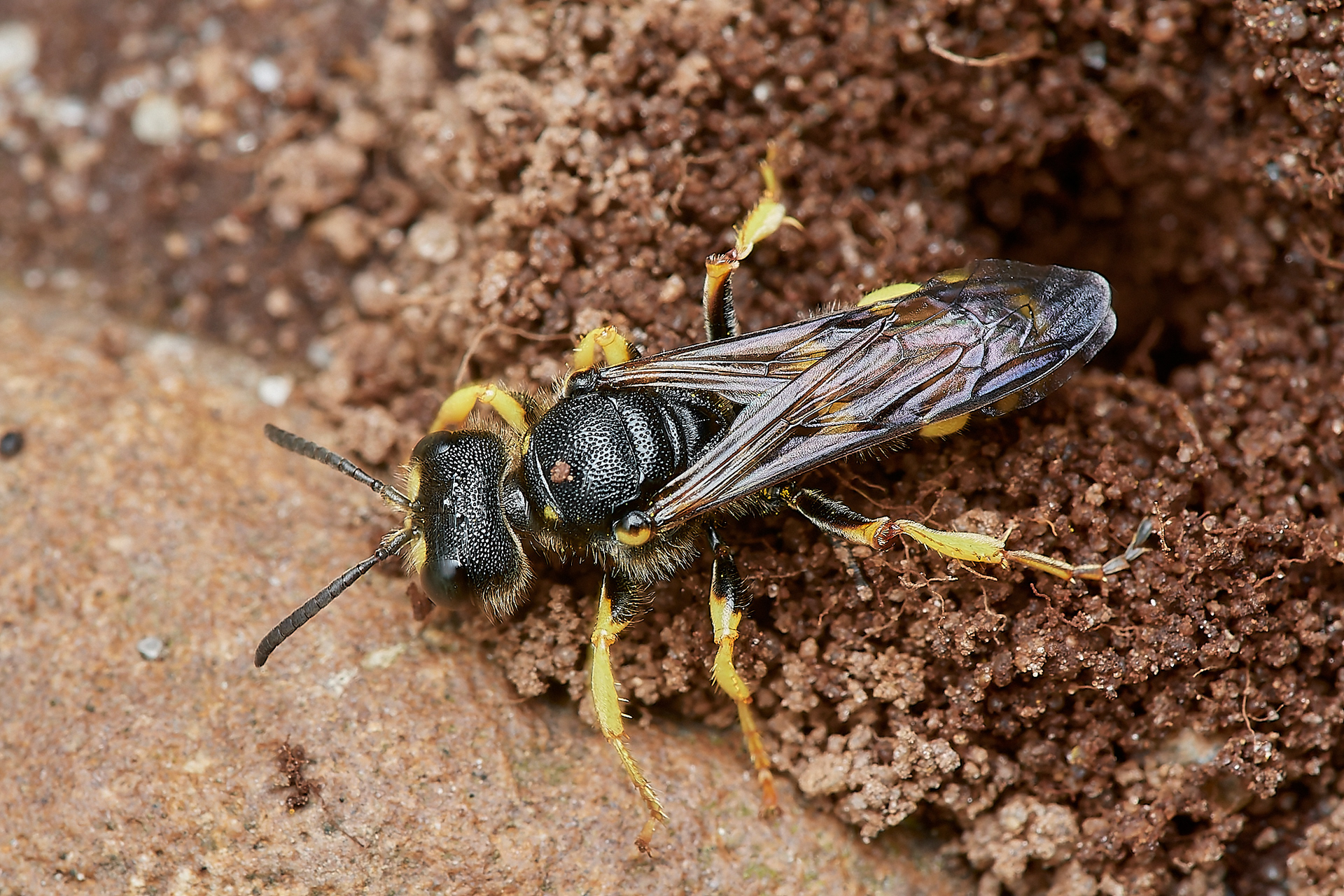 Ornate-tailed Digger Wasp (Cerceris rybyensis) Broadland Country Park