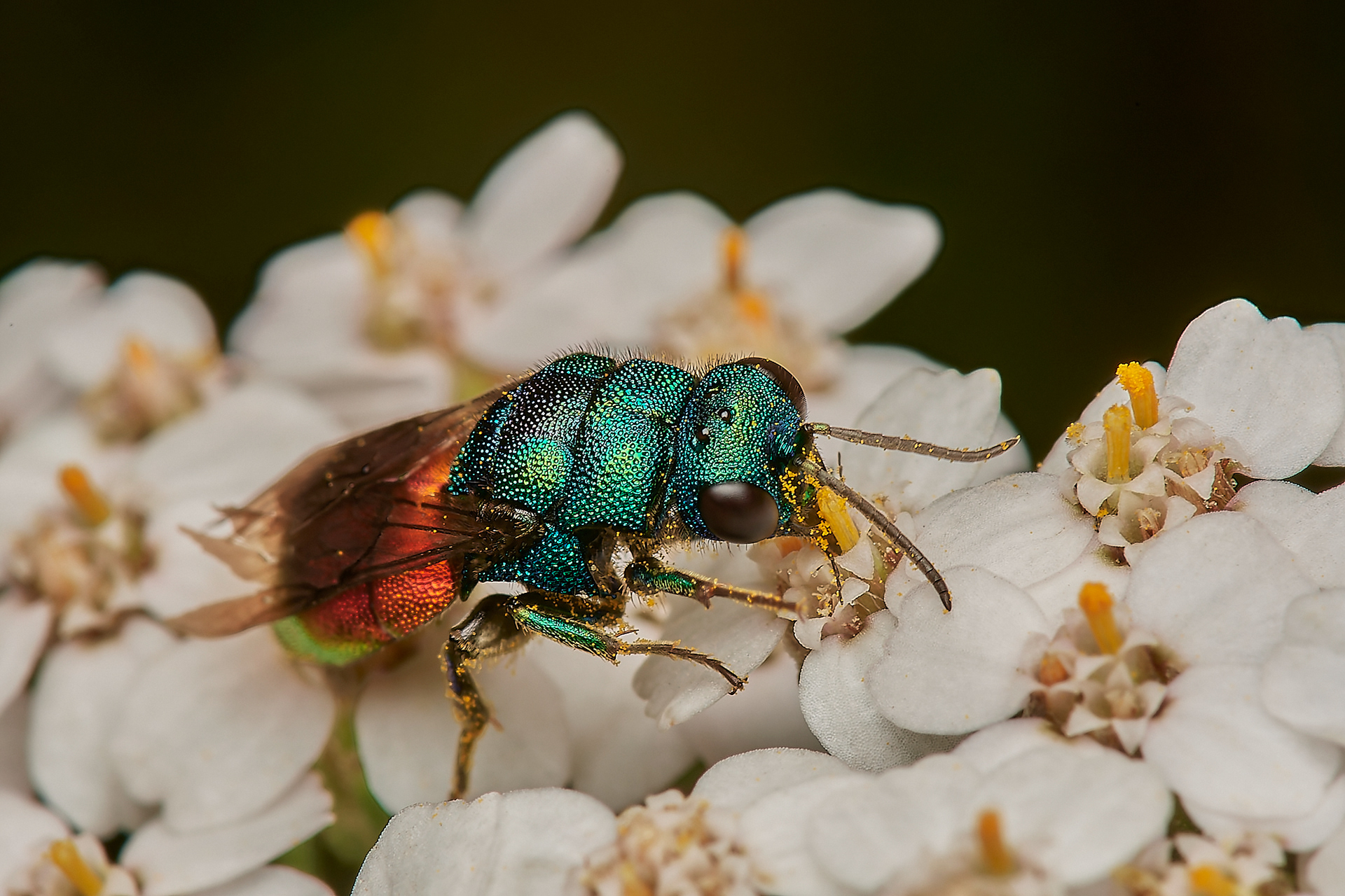 Ruby-tailed Wasp Sp Santon Downham