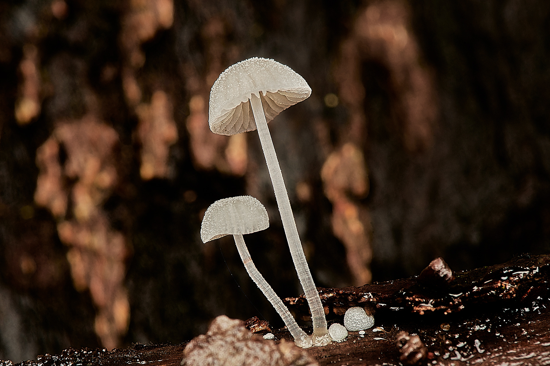 Frosty Bonnet (Mycena tenerrima) Holkham Park
