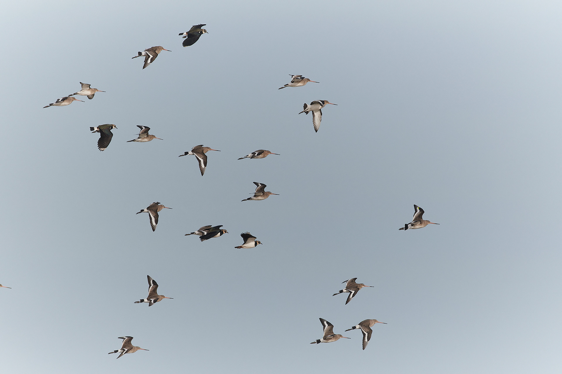Black-tailed Godwit (Limosa limosa)