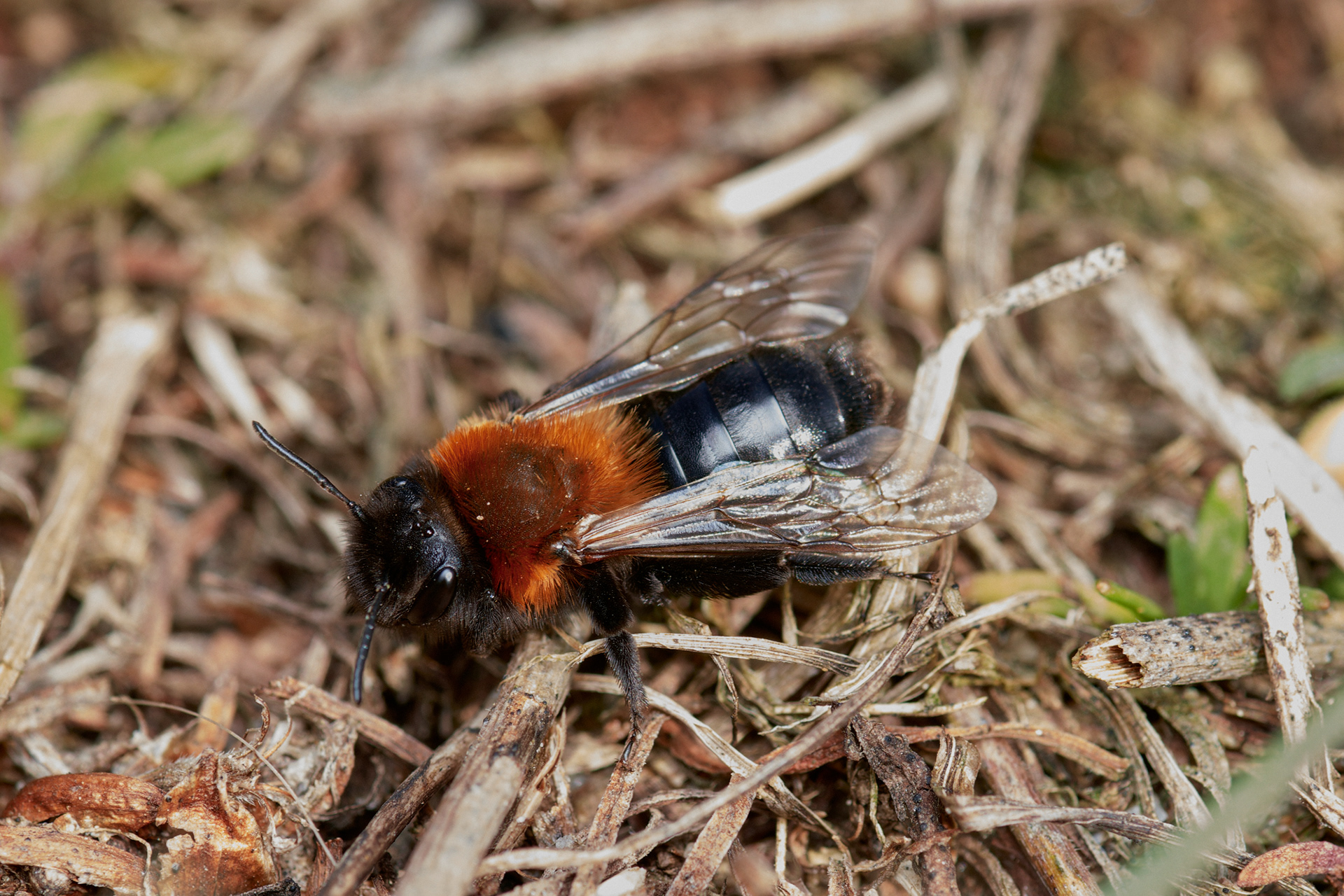 Cliff Mining Bee ♀︎ (Andrena thoracica) Weybourne 04/23