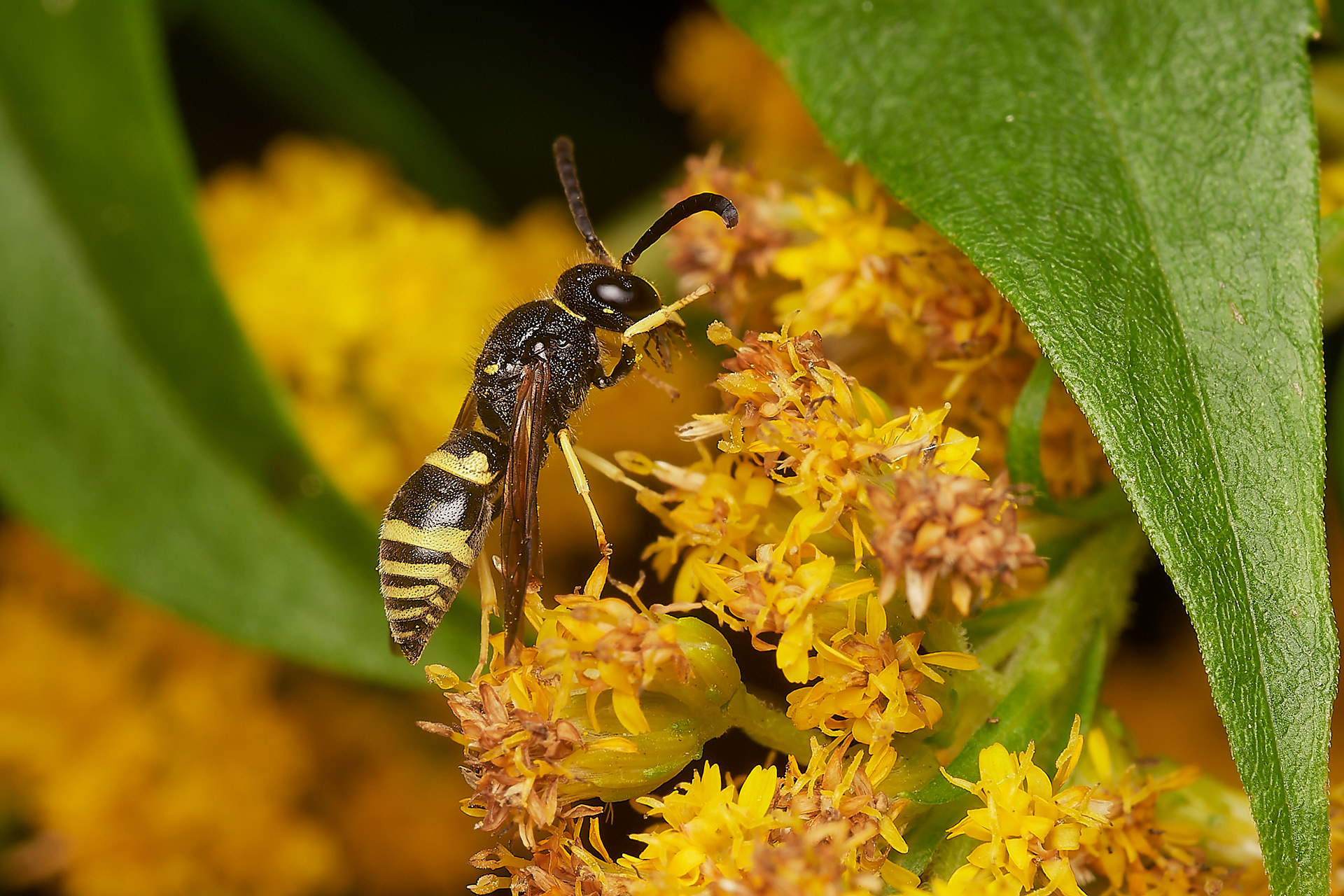 Ancistrocerus Sp? Hanworth