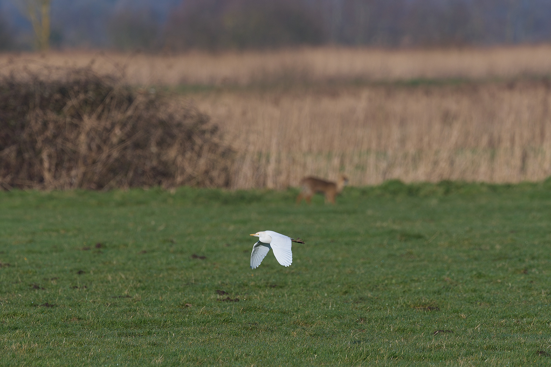 Cattle Egret