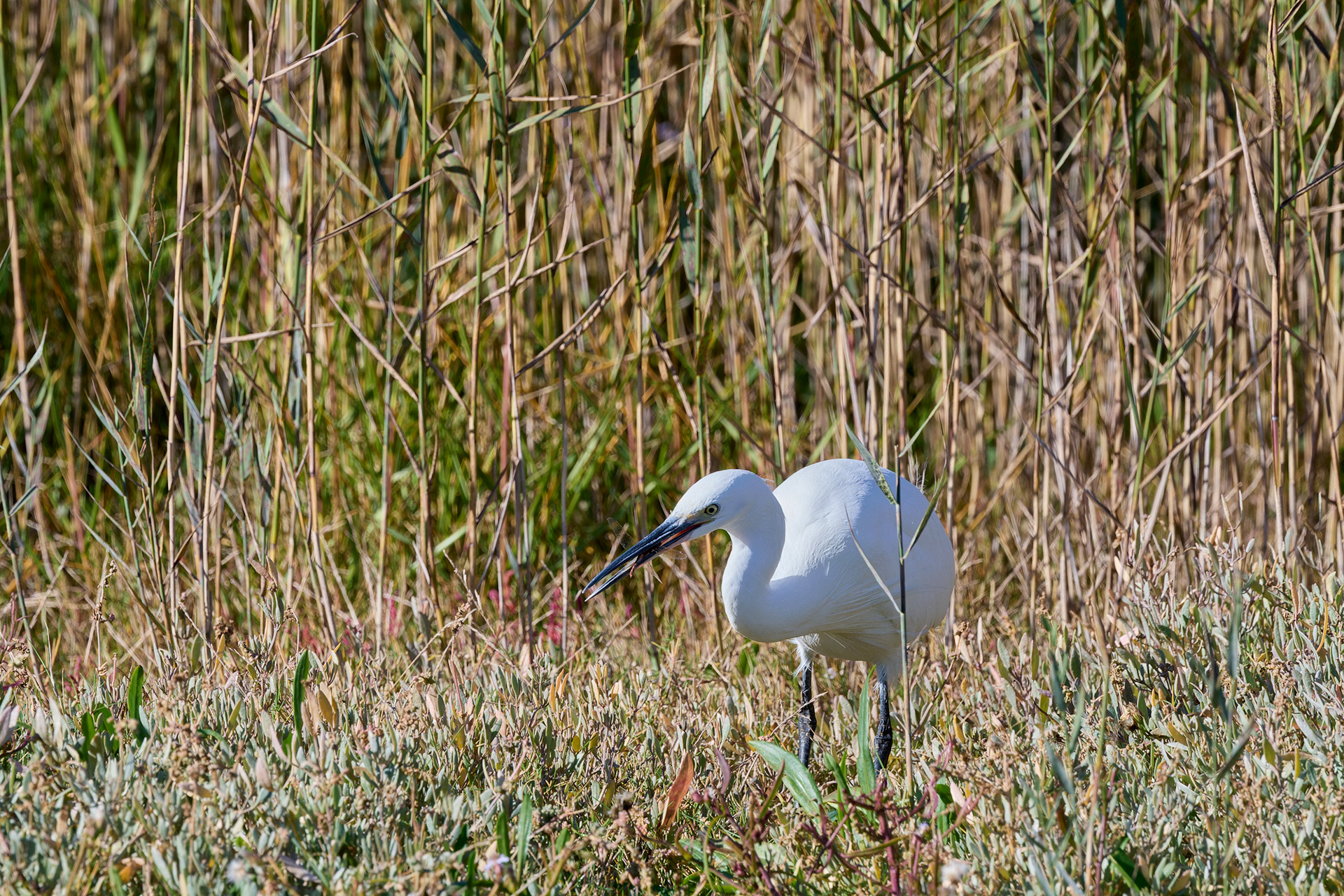Little Egret (Egretta garzetta)