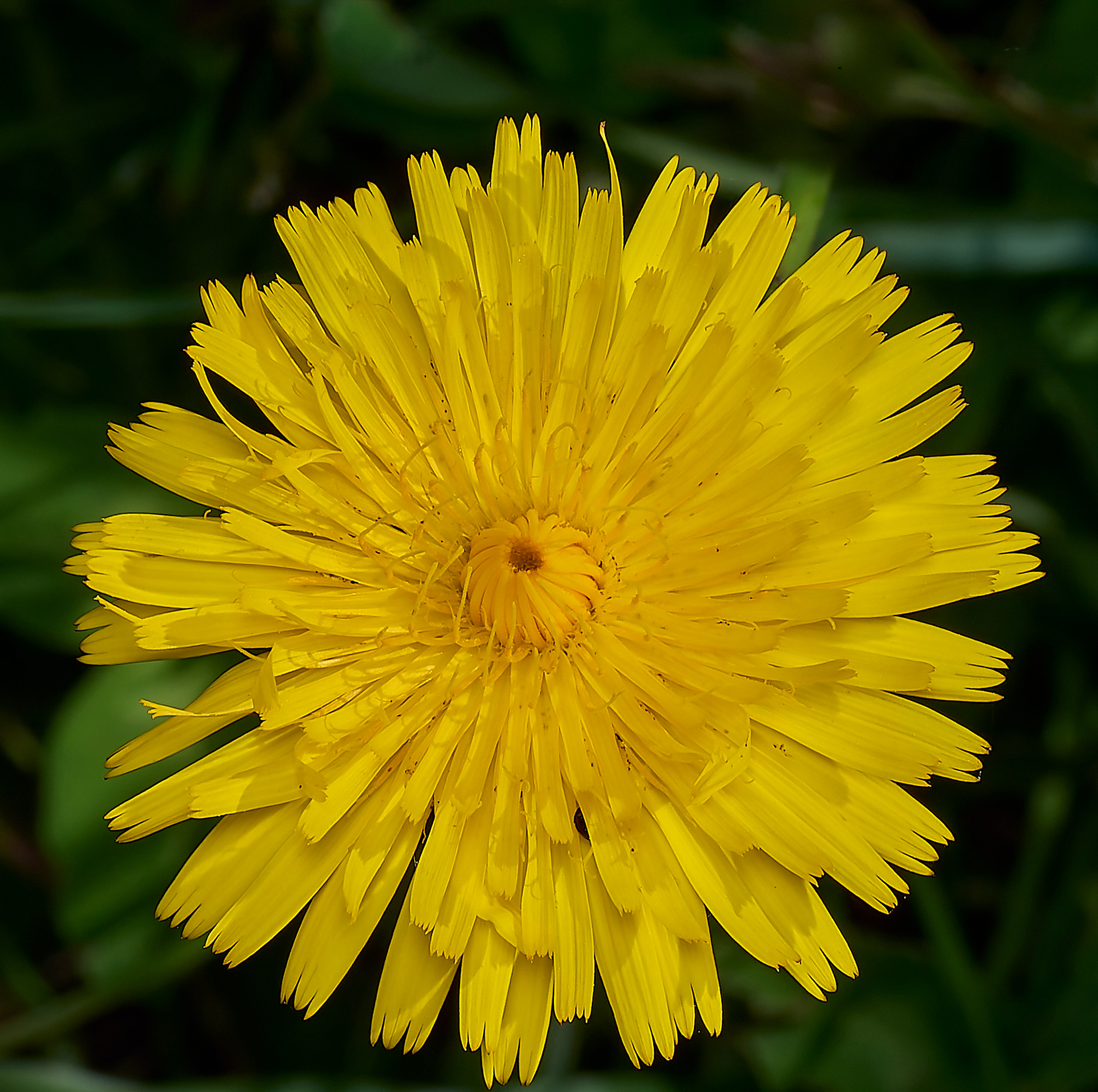 Cat's Ear (Hypocharis radicata)