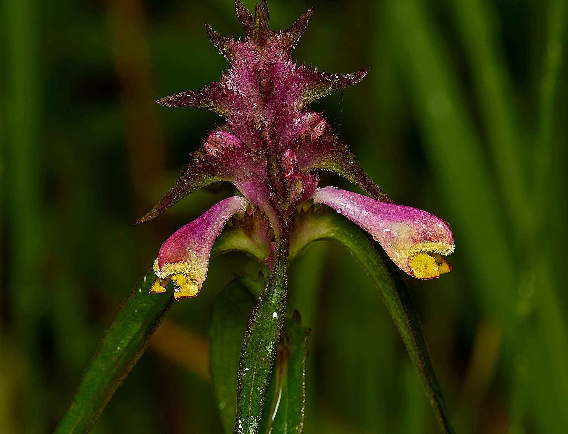 Crested Cow-wheat (Melampyrum cristatum)