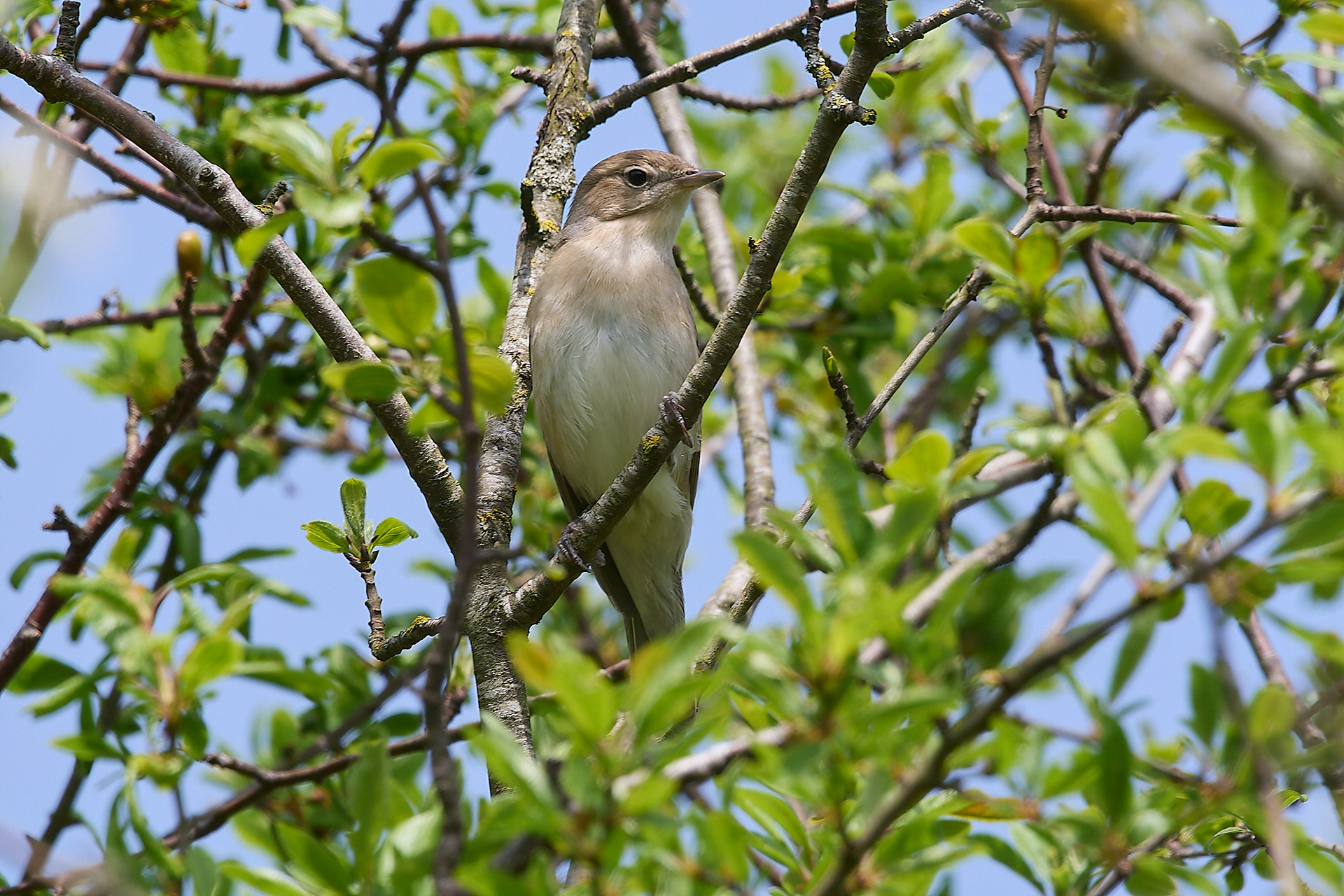 Garden Warbler (Sylvia borin)