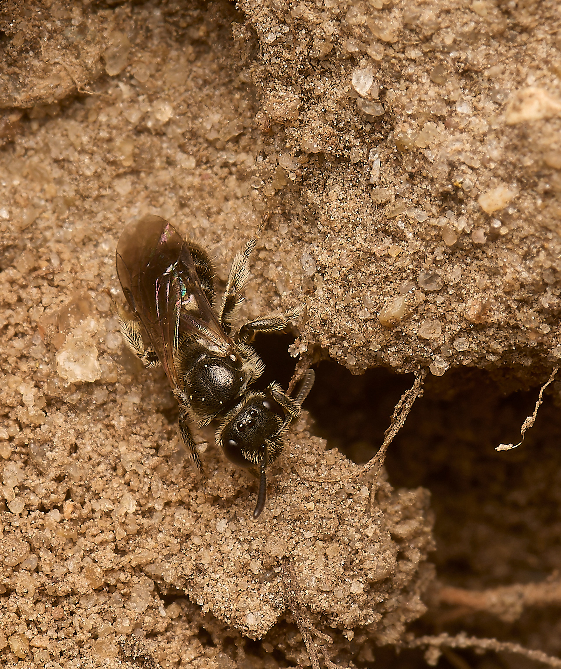 Lassioglossum Sp