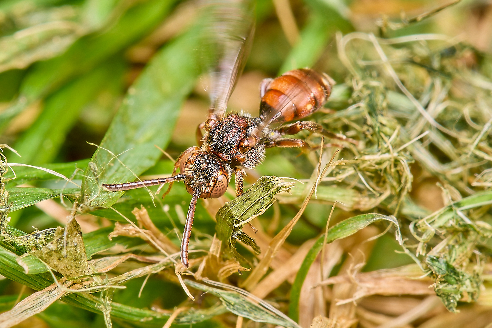 Short-spined Nomad Bee (Nomada guttulata) ♀︎