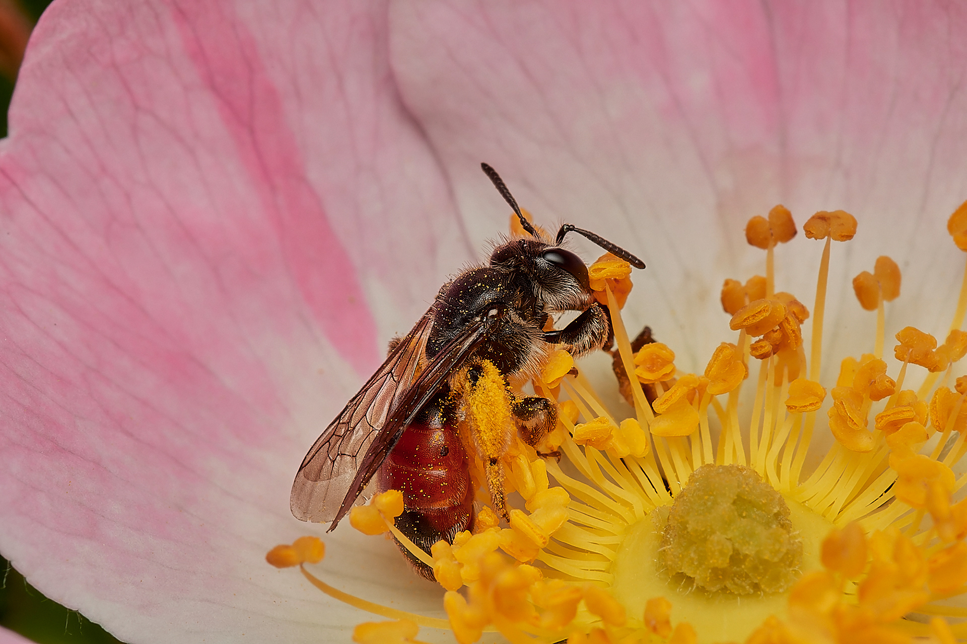 Red-girdled Mining Bee ♀︎ (Andrena labiata) Hanworth