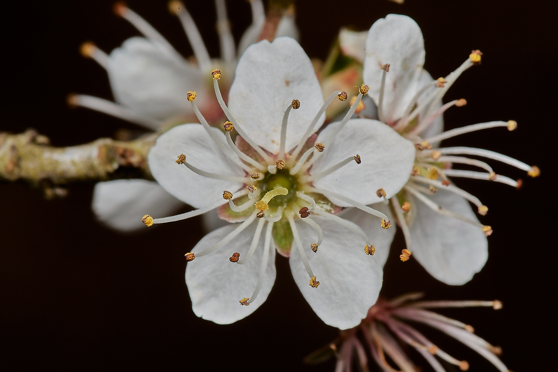 Blackthorn (Prunus spinosa) Kelling Heath