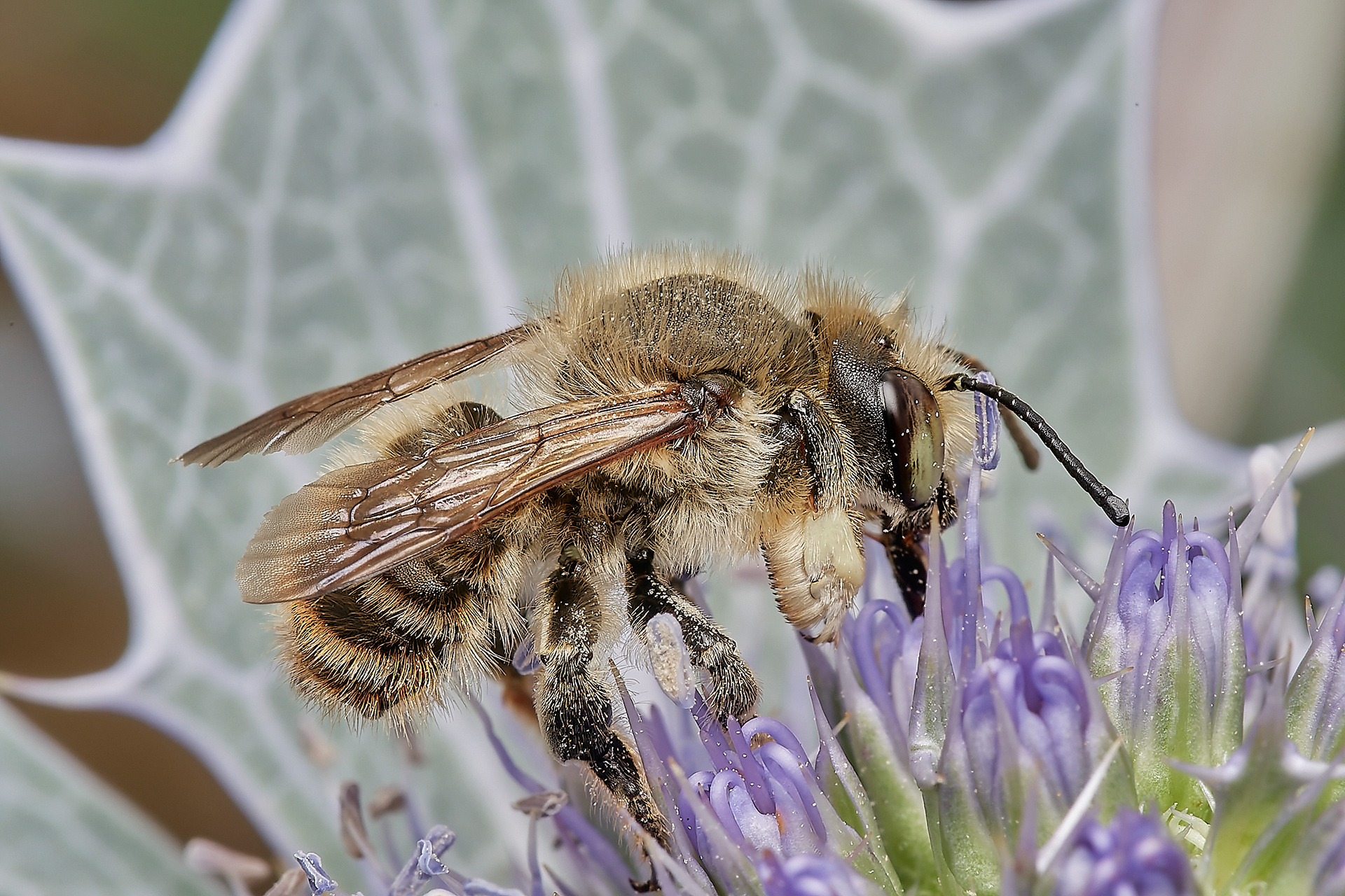 Probably Coast Leafcutter Bee (Megachile maritima) ? North Denes