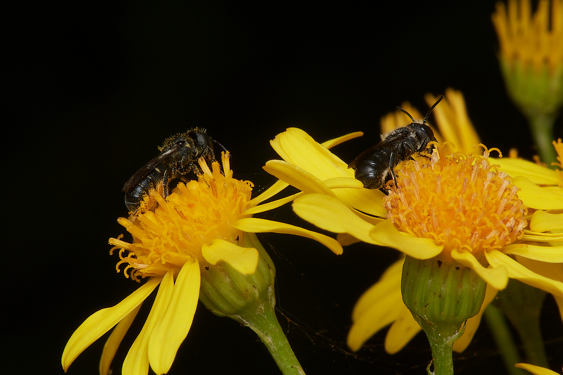 Large-headed Resin Bee ♂︎&♀︎(Heriades truncorum) A Norwich garden