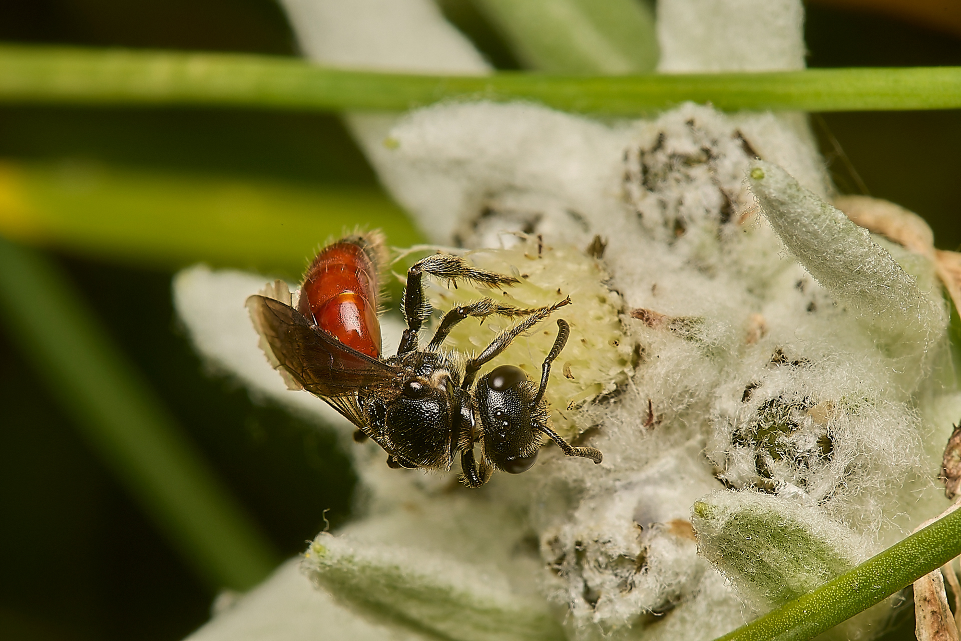 Blood Bee Sp (Sphecodes Sp)